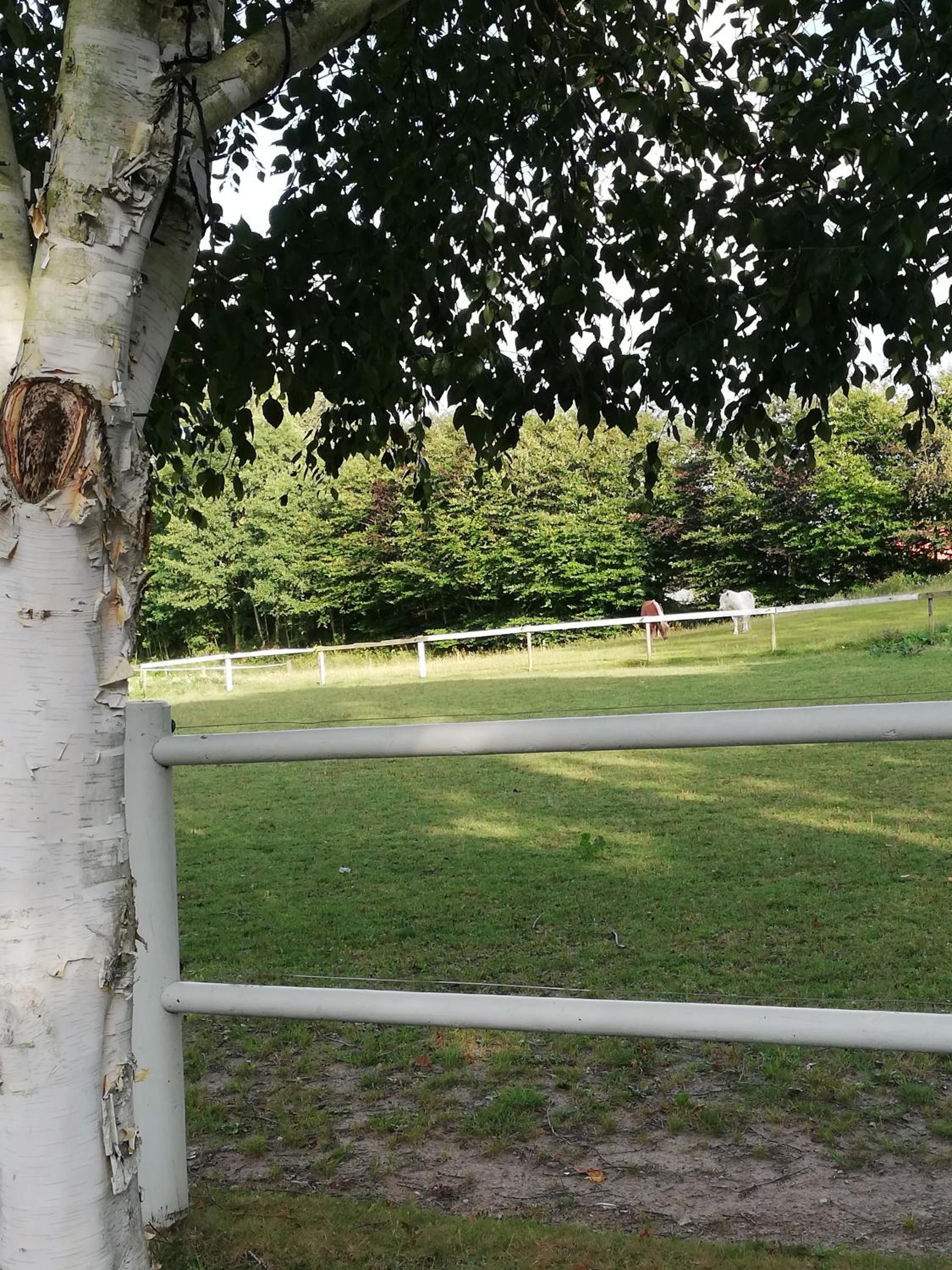 Tankefuld Living's Horsefarm