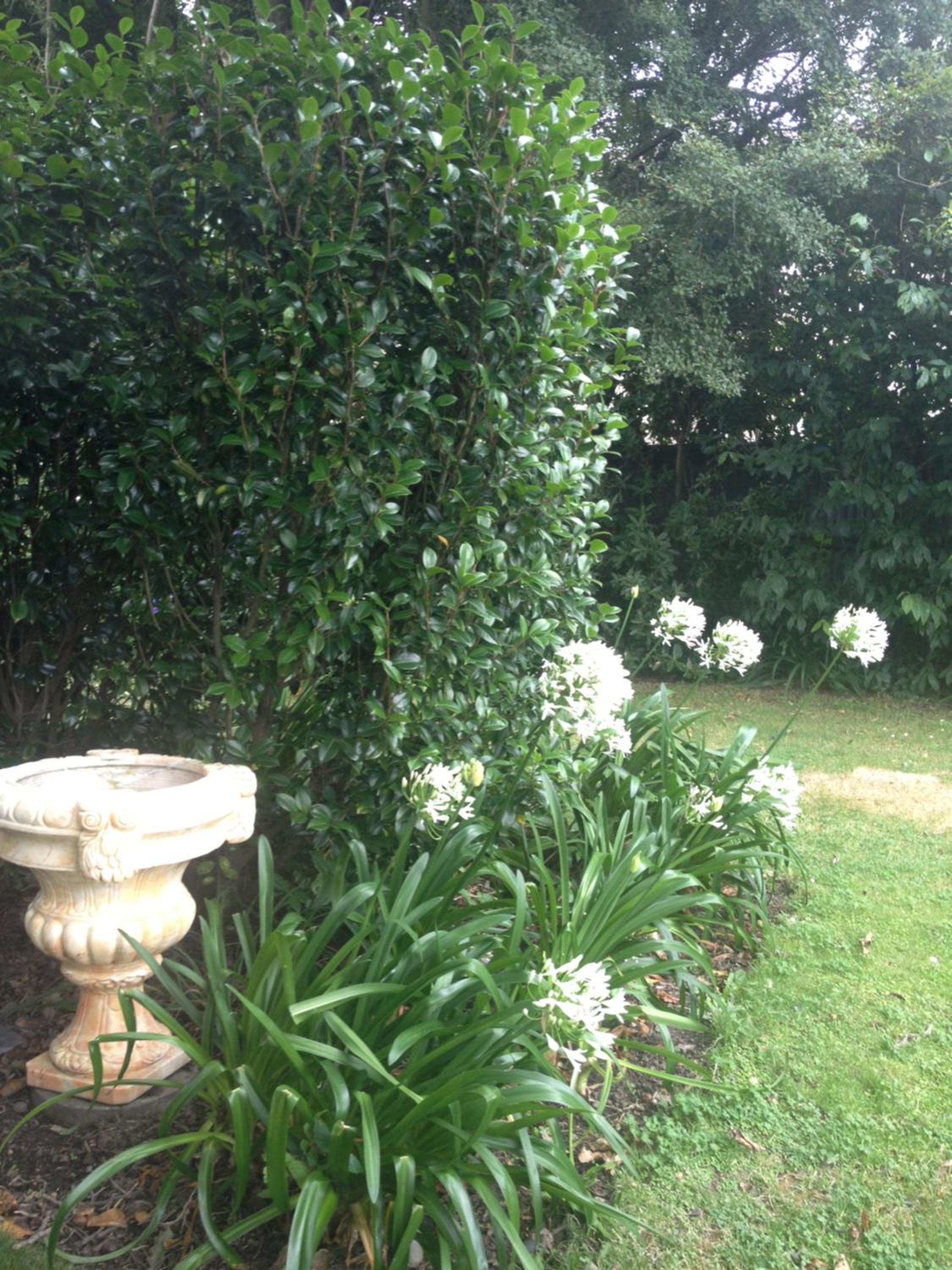 Photo 6