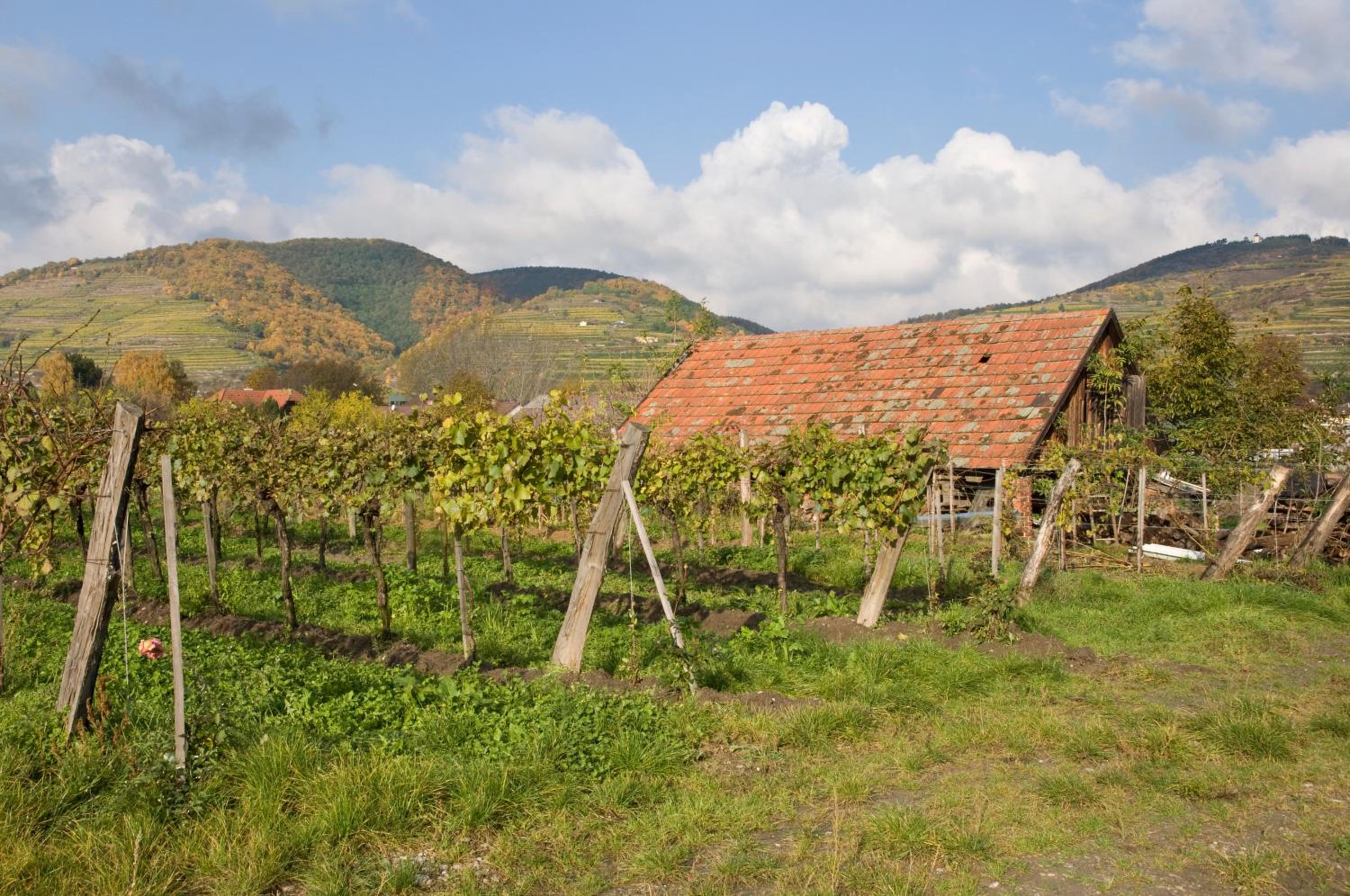 ad vineas Gästehaus Nikolaihof-Hotel Garni, photo 39