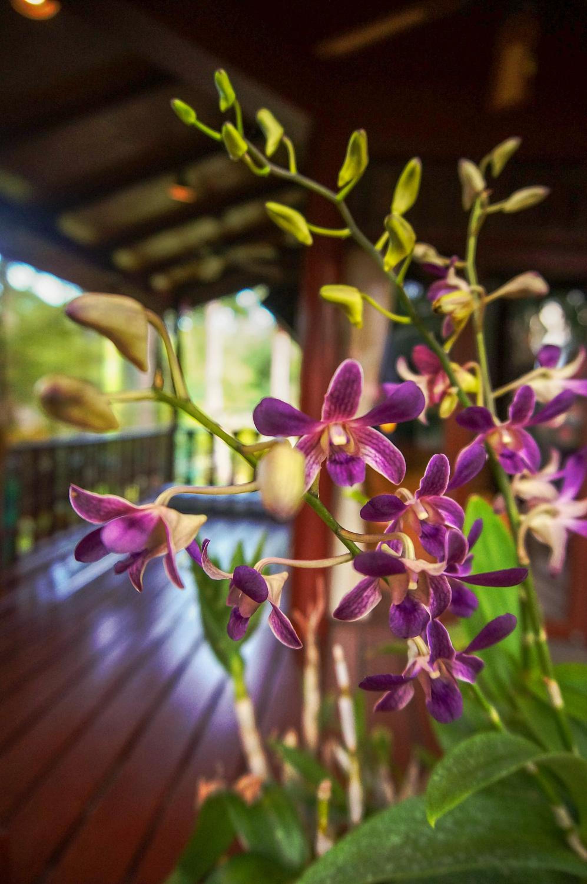 The Natives Samui