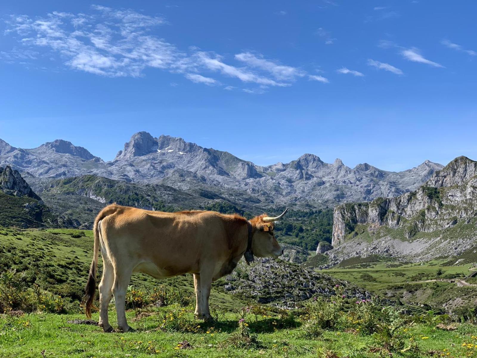 Teleña view 5