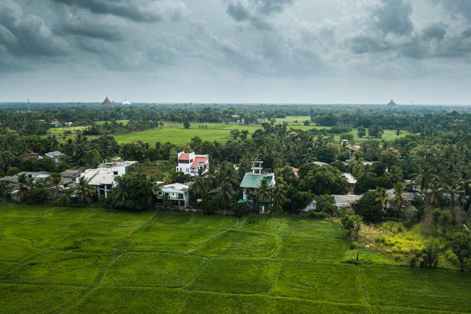 Heaven Upon Rice Fields
