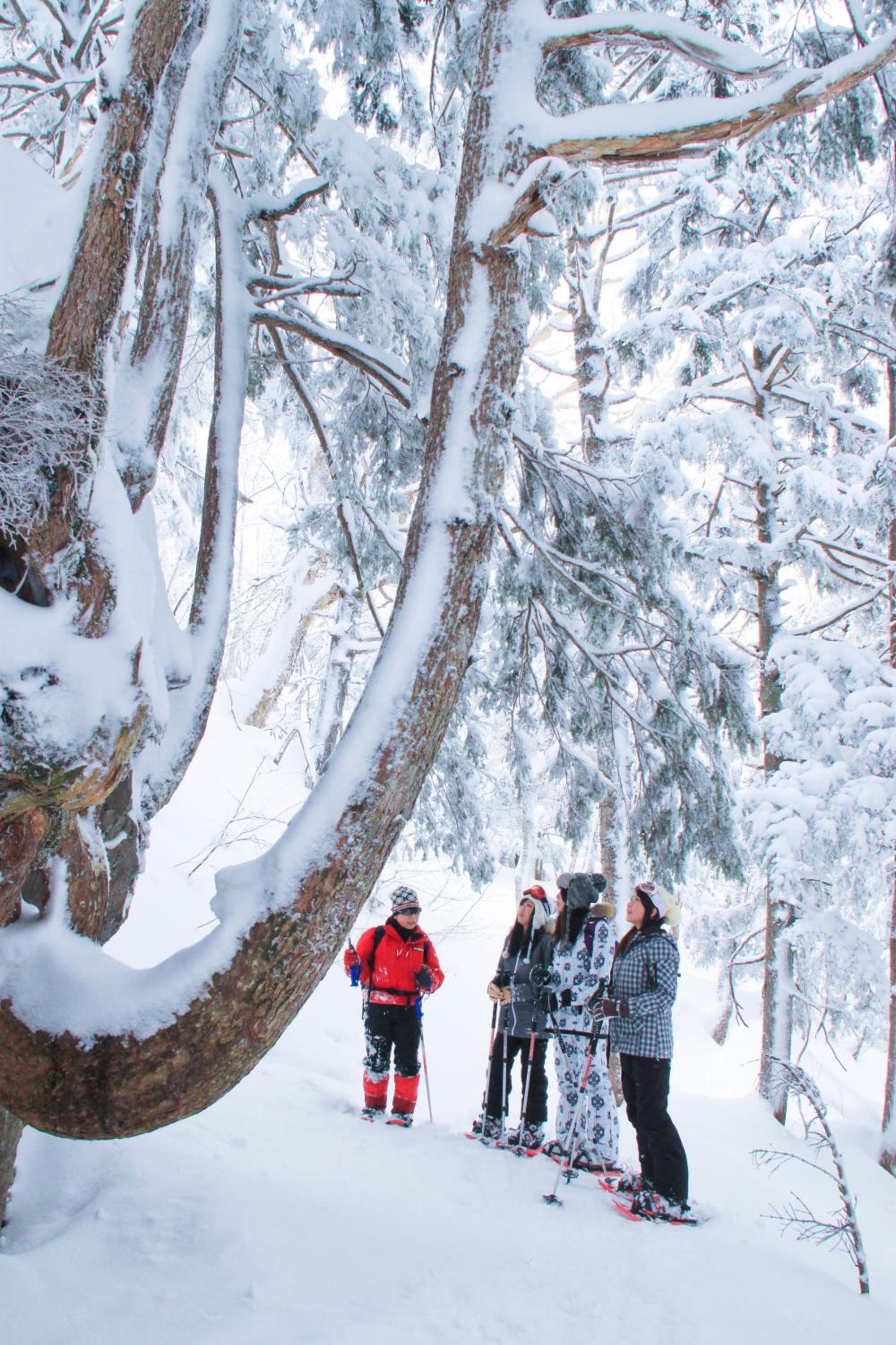 Aspen Shiga