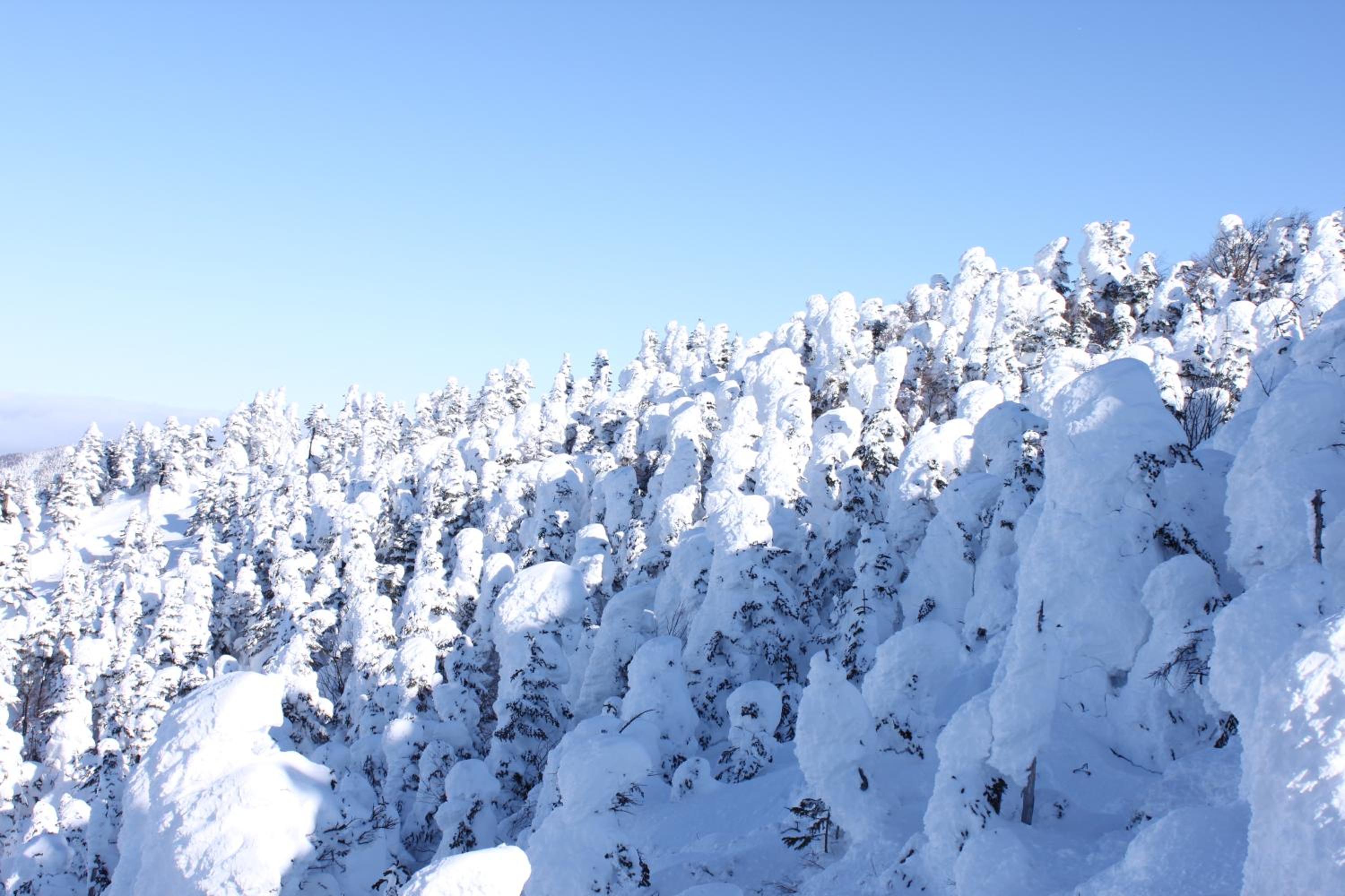 Aspen Shiga