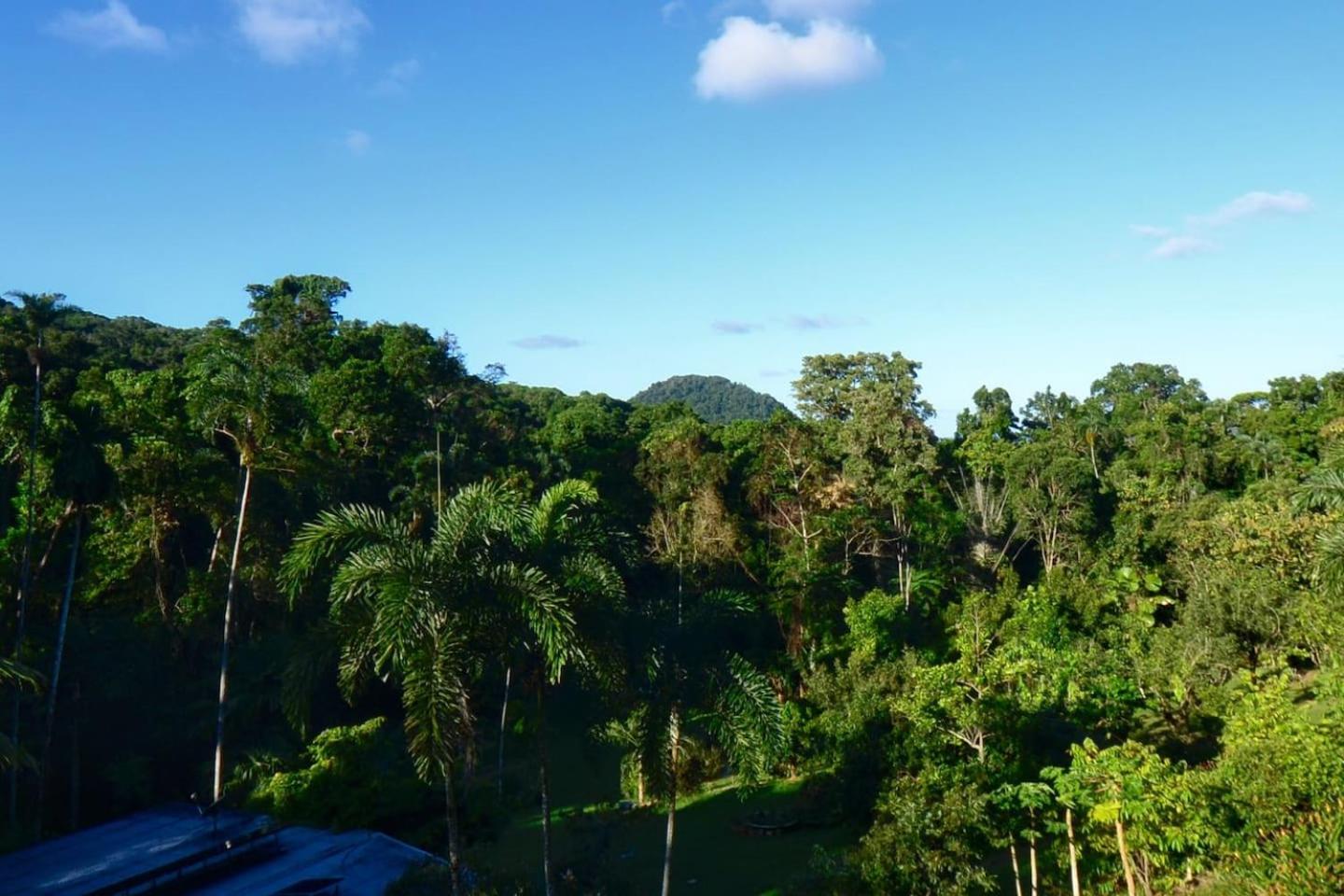 A Daintree Garden