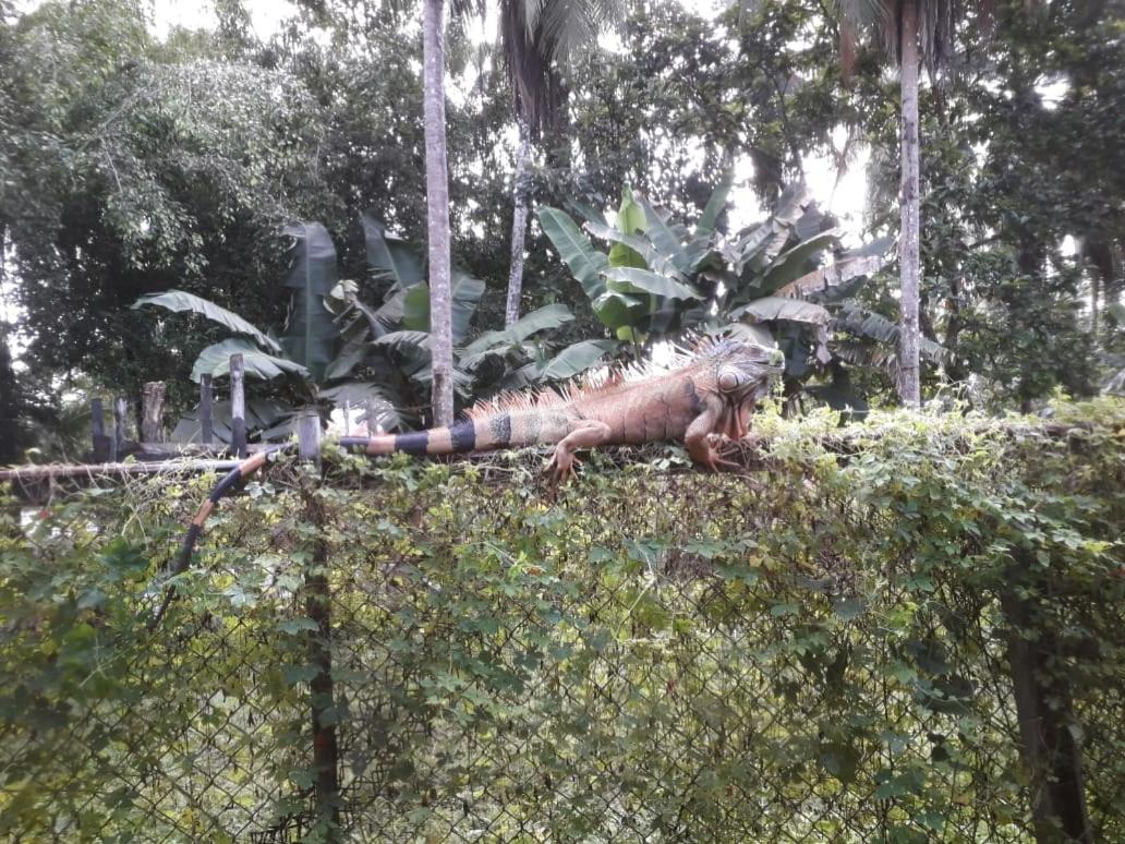 Iguanitas Lodge