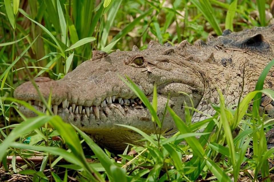 Iguanitas Lodge
