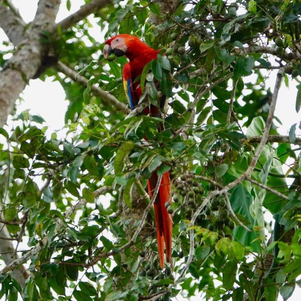 Iguanitas Lodge