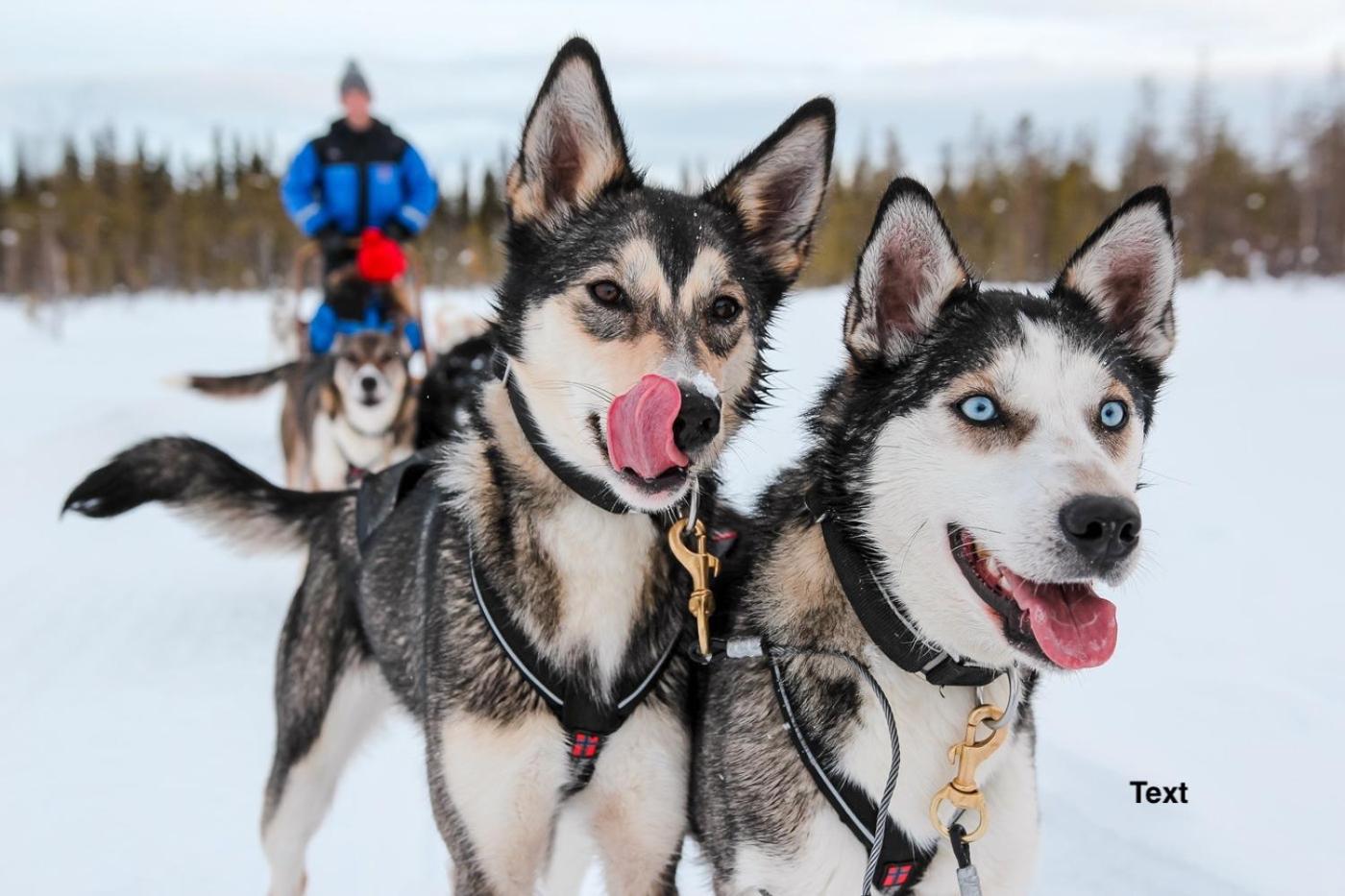 Arctic Resort Delight