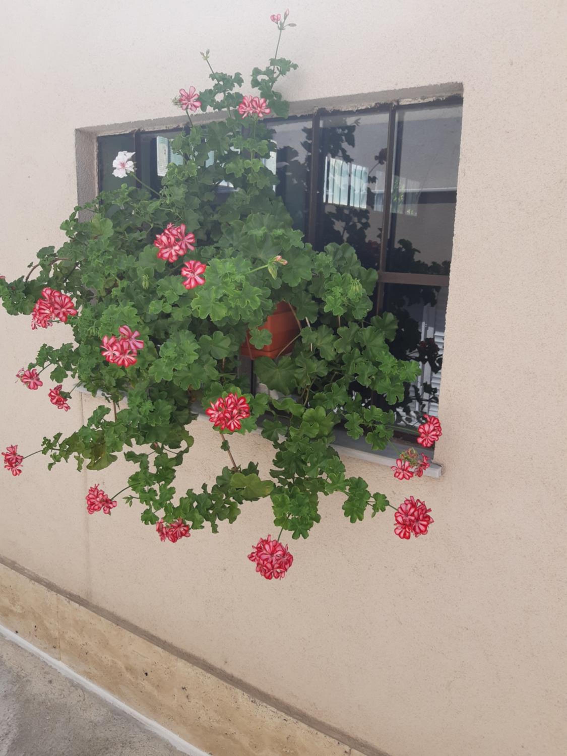 Villa Ros Guest House