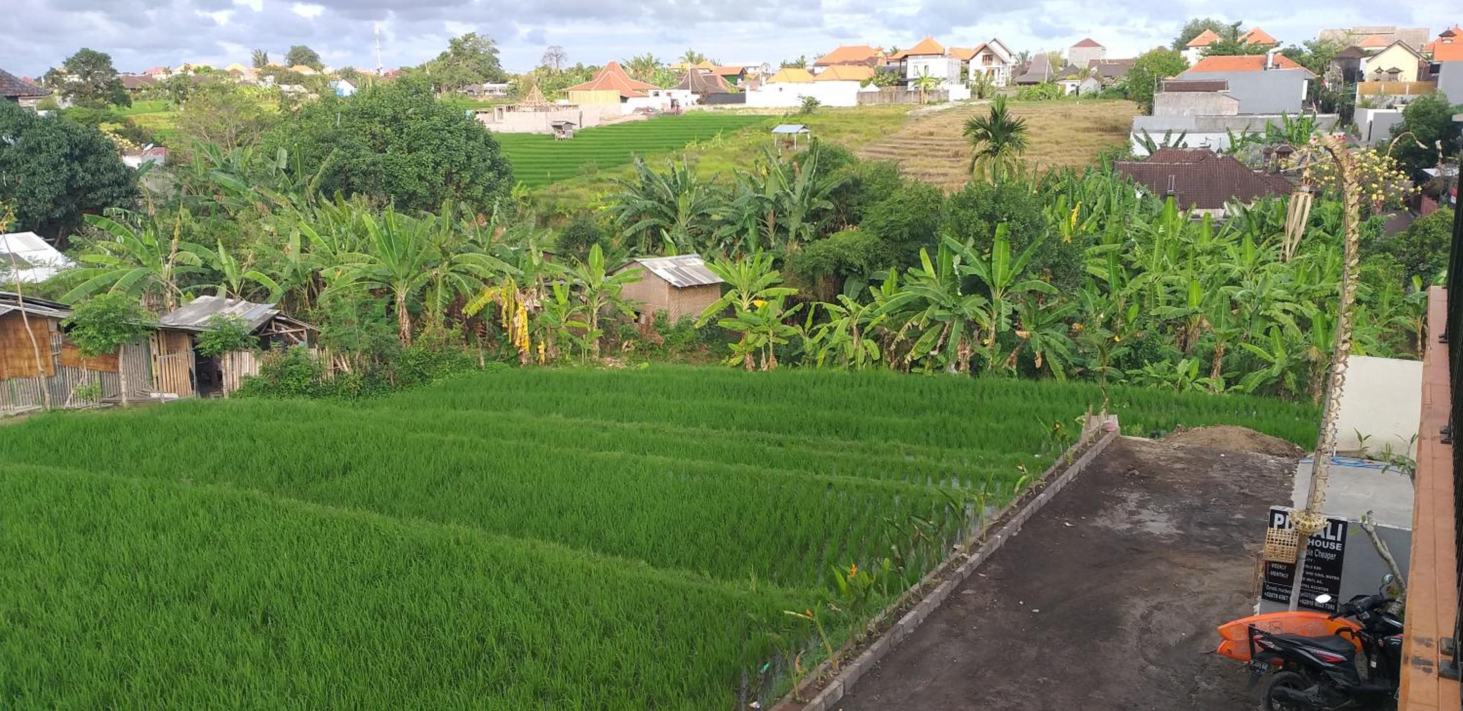 PD Bali Guesthouse view 2