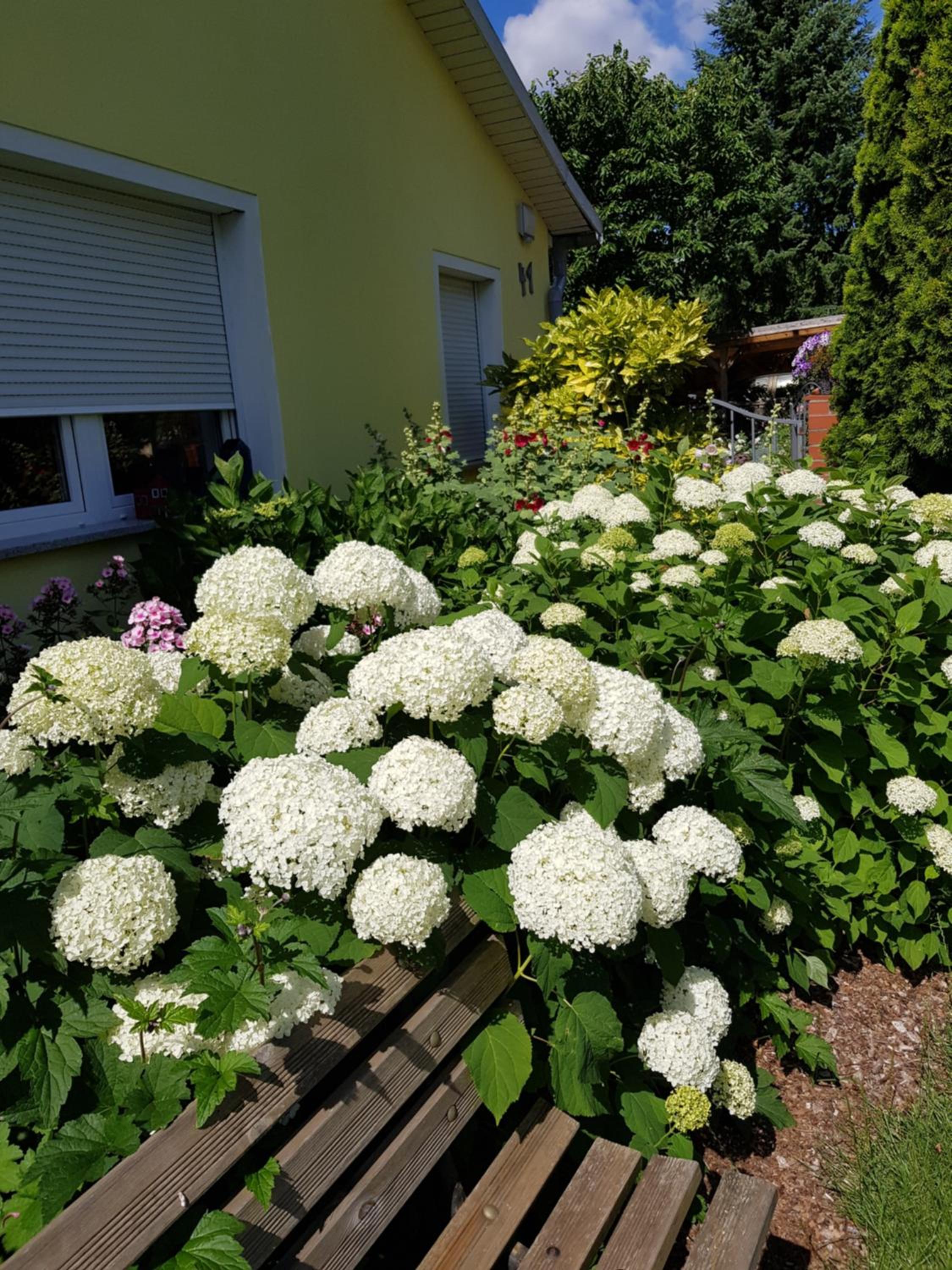 Photo 38