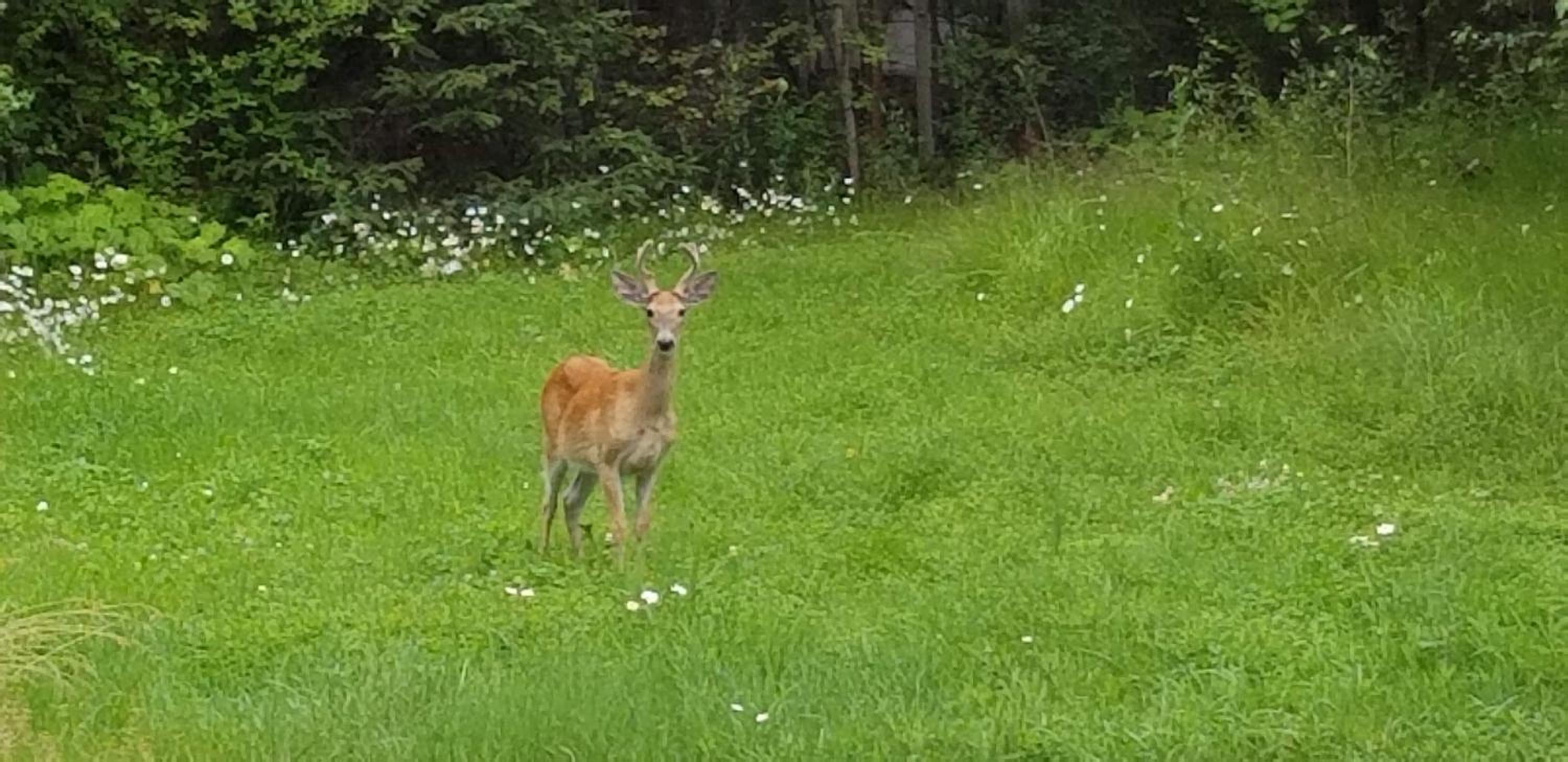 Vernon Vacations - Silver Star Bed and Breakfast - Property Image 13