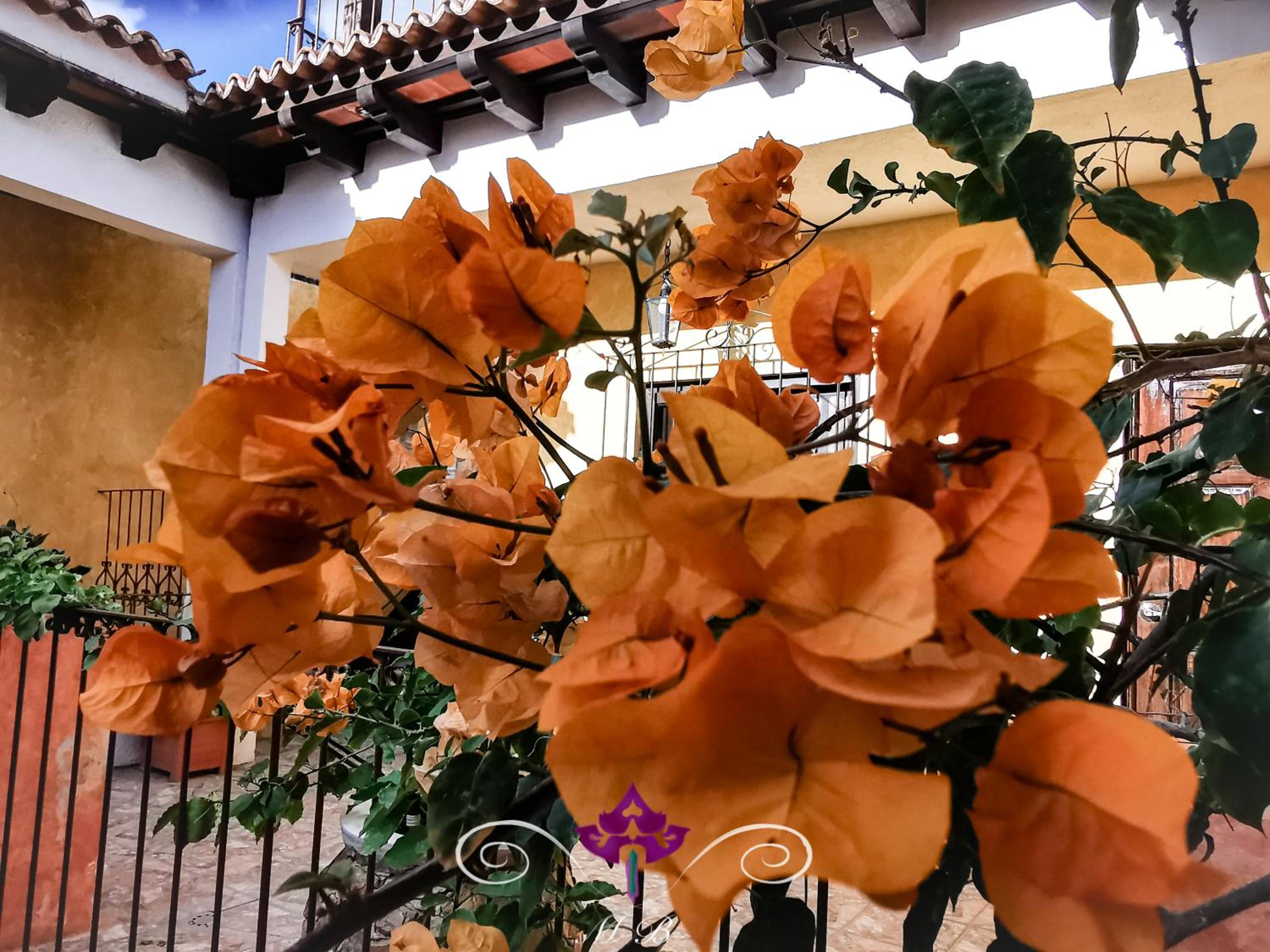 Maison Bougainvillea