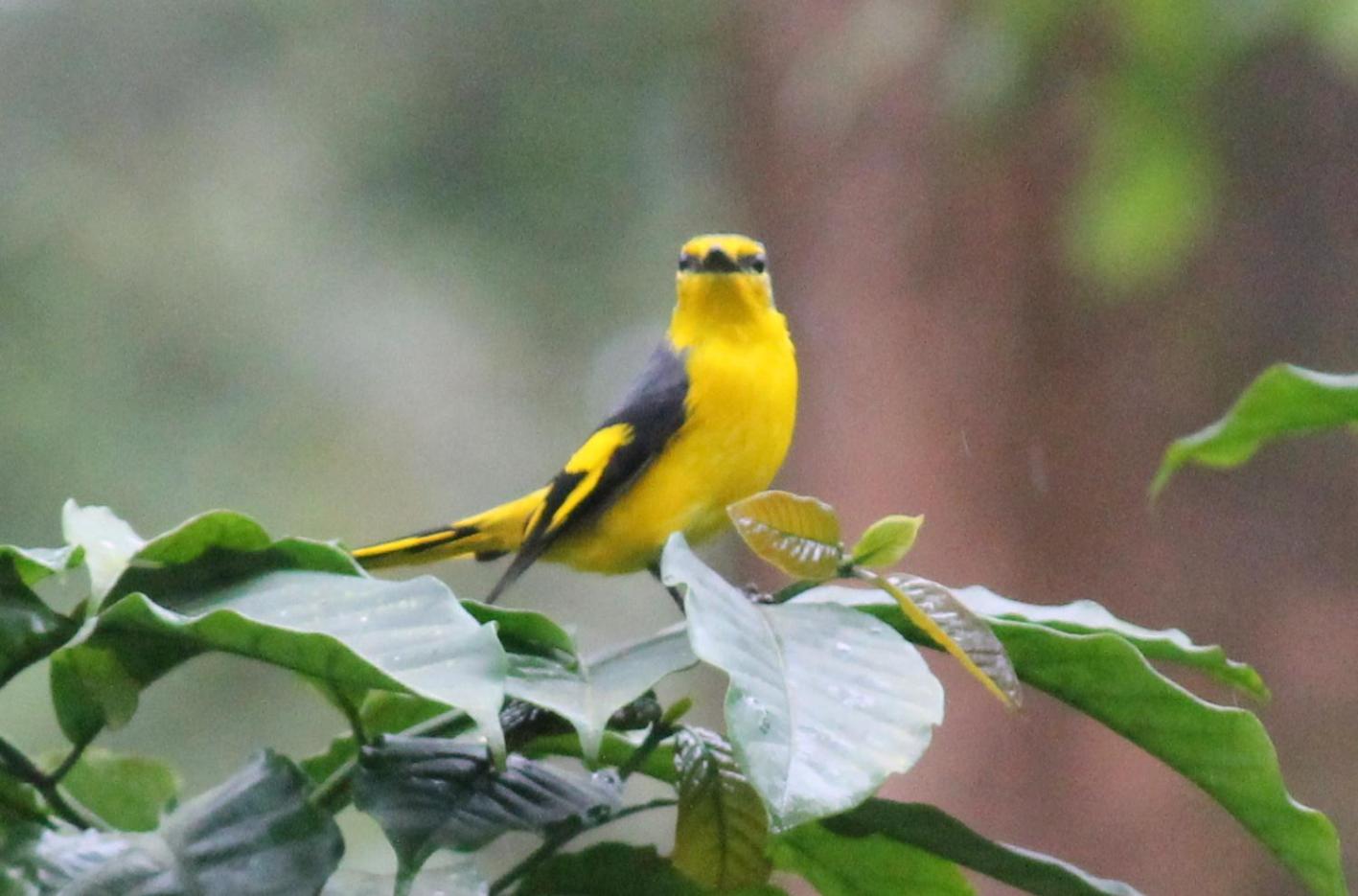 Woodside Homestay Wayanad view 3