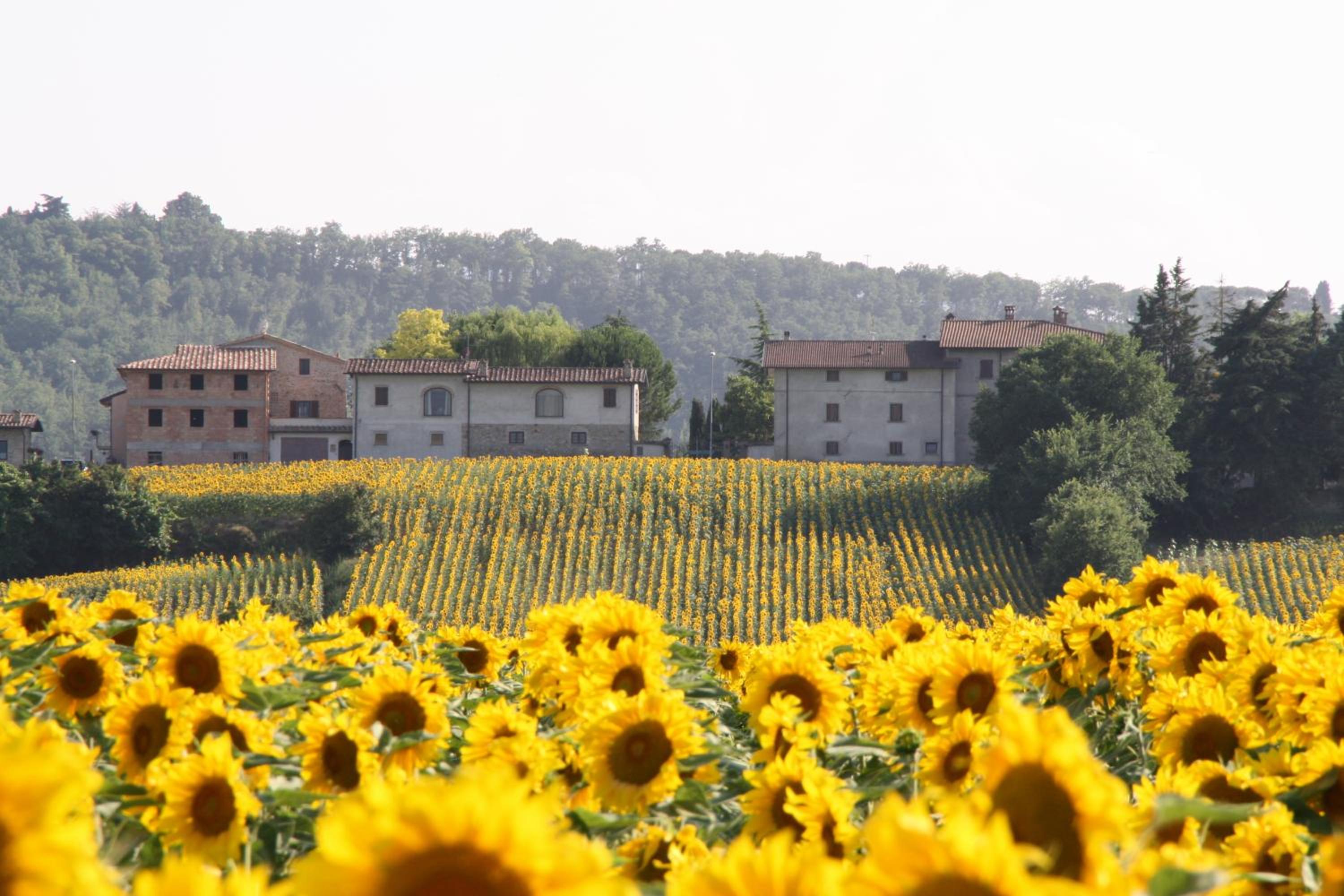 Podere Casenove