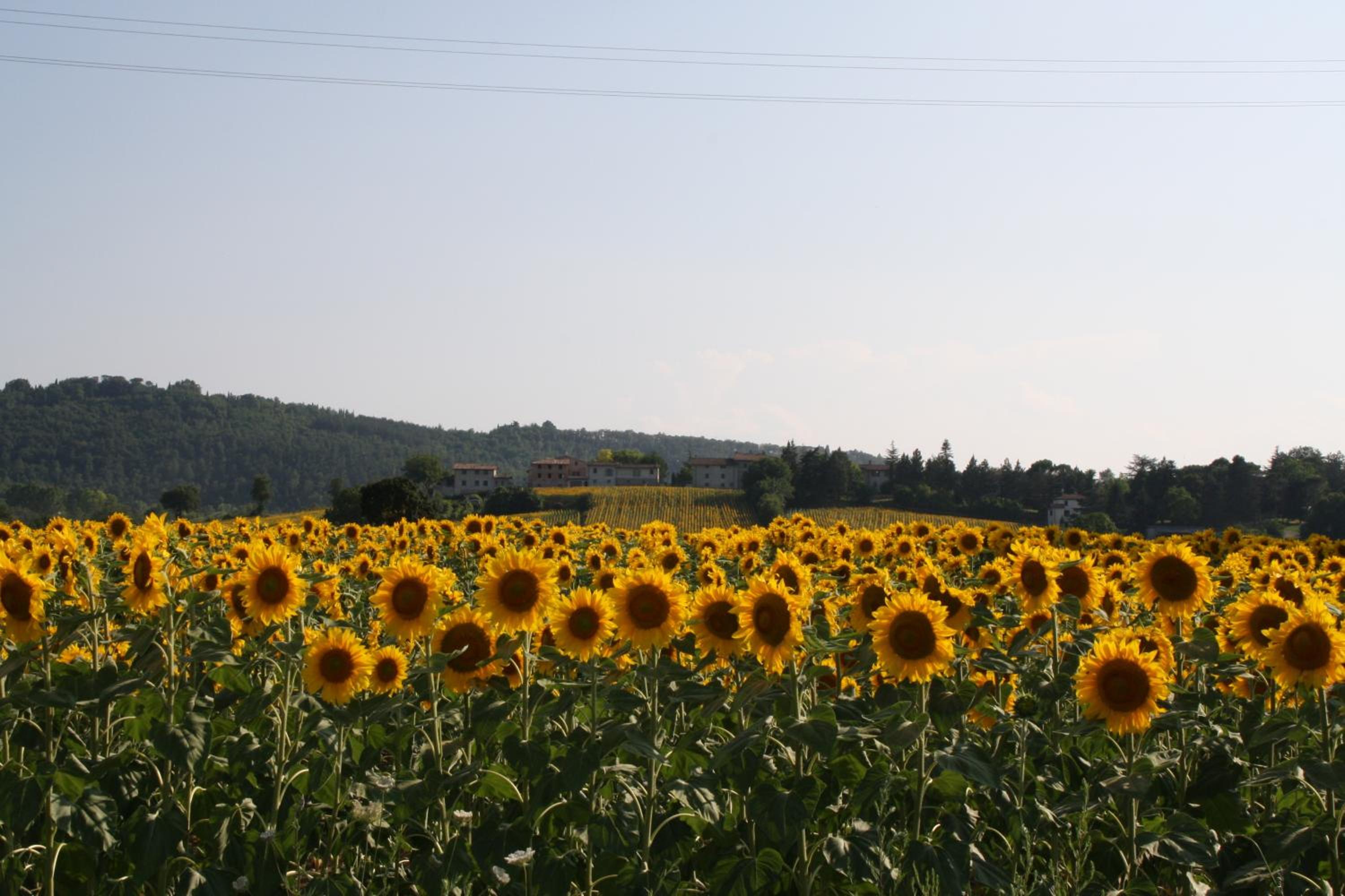Podere Casenove