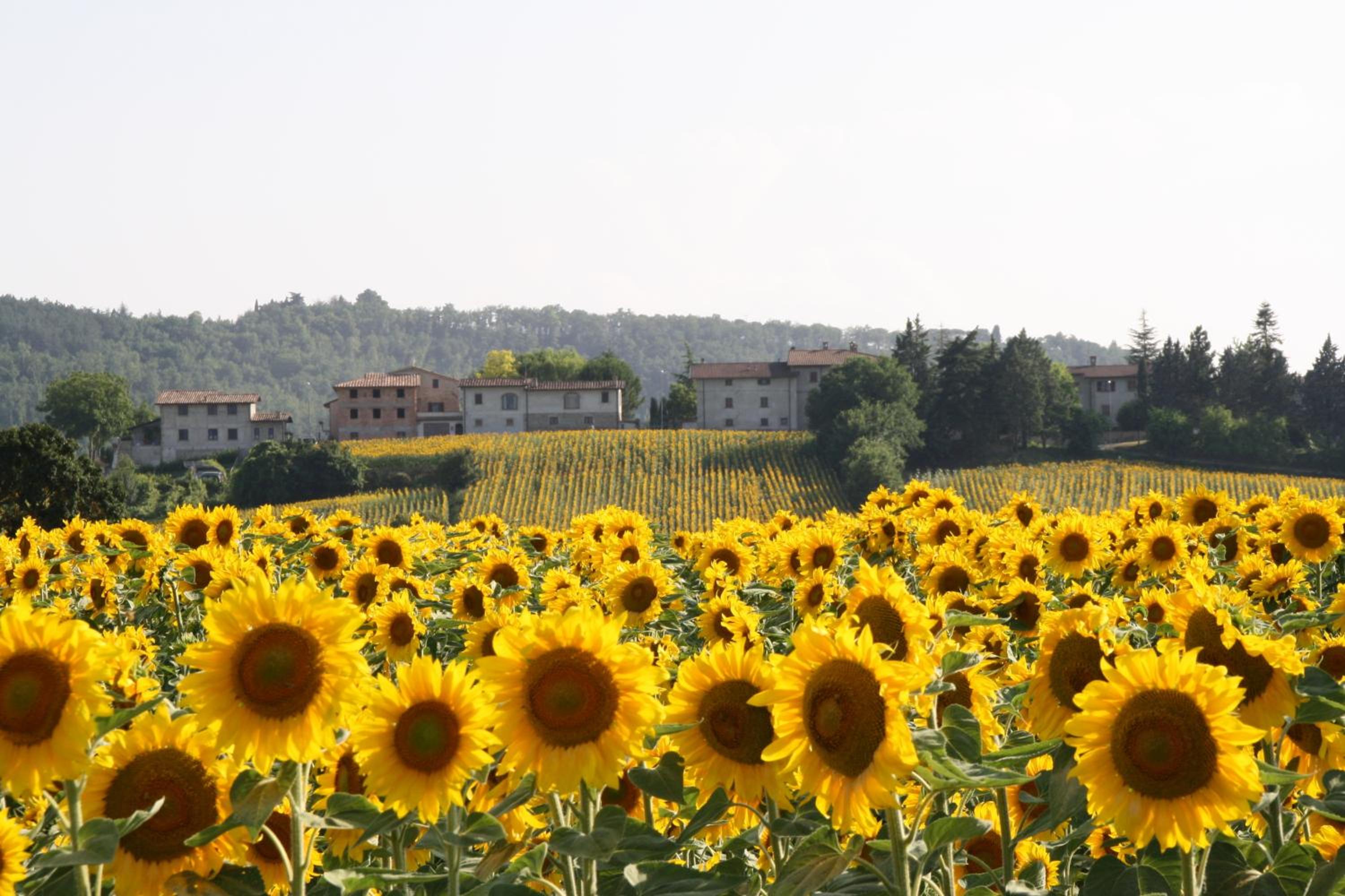 Podere Casenove