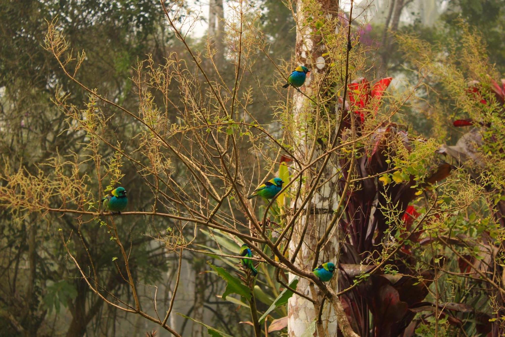 Chalé Gaia - Hospedagem Itatiaia