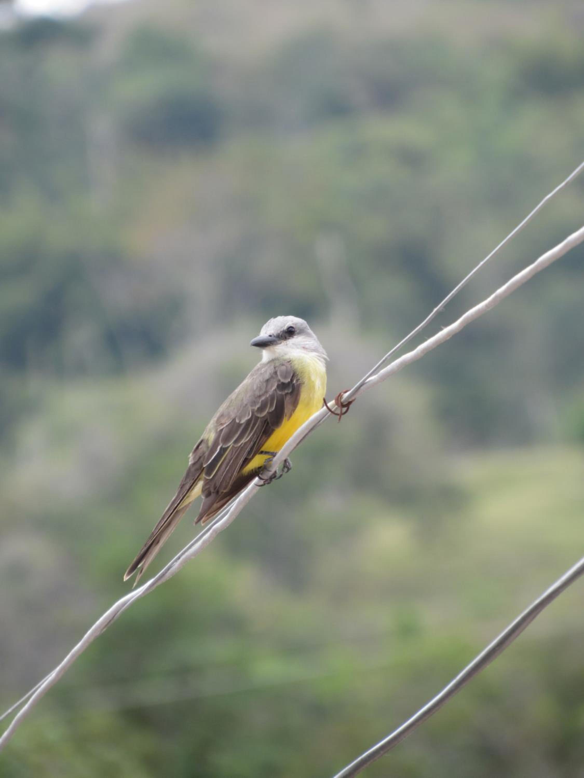 Rancho Ocampo finca