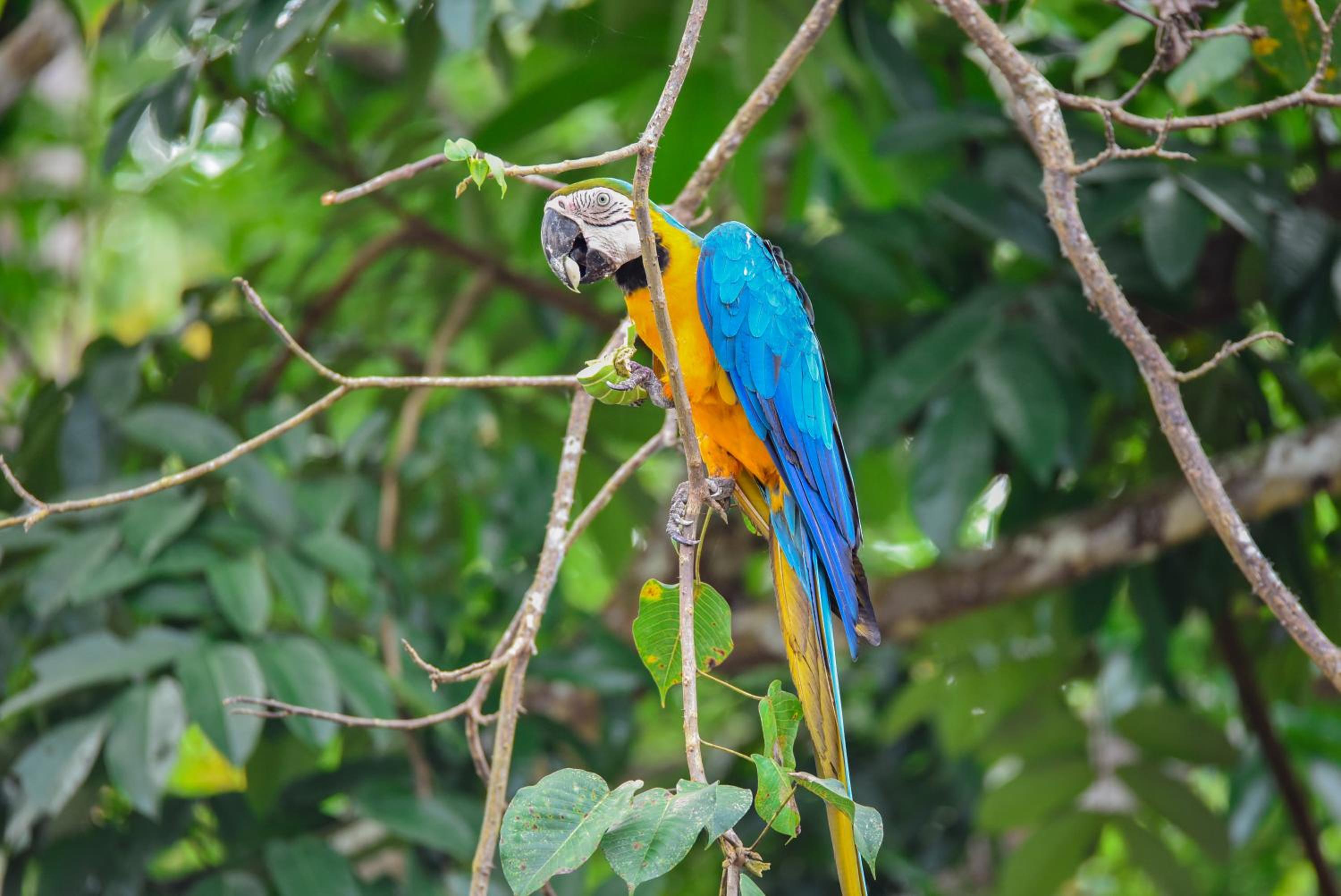 Amazon Muyuna Lodge - All Inclusive