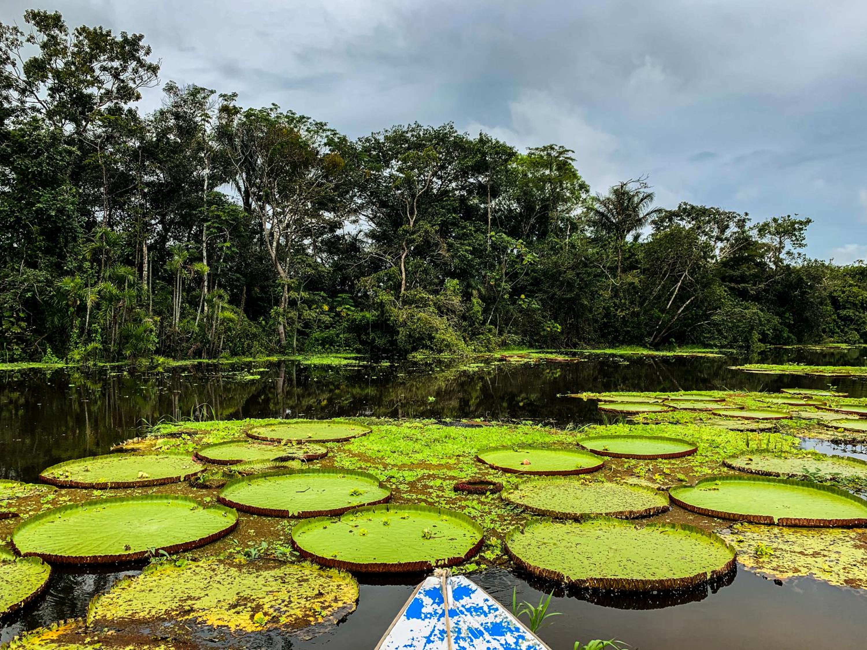Amazon Muyuna Lodge - All Inclusive