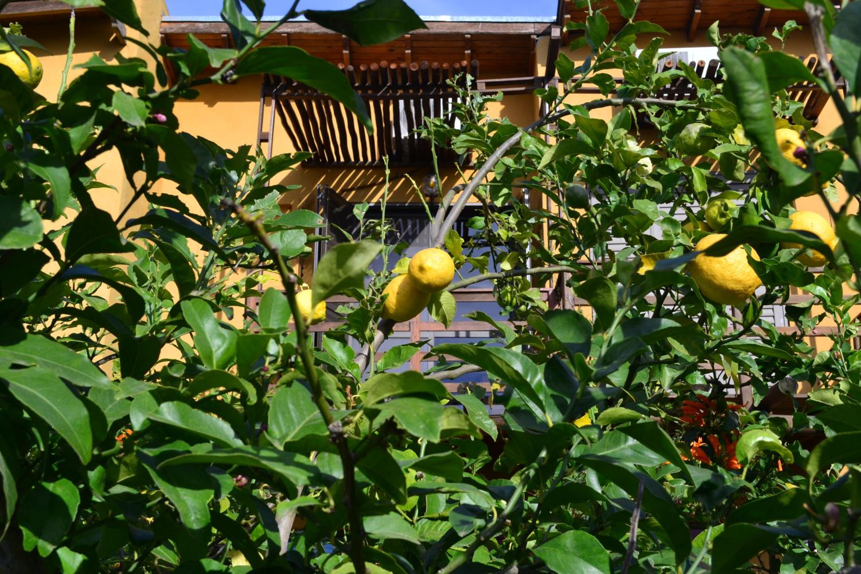 Yataí Casas
