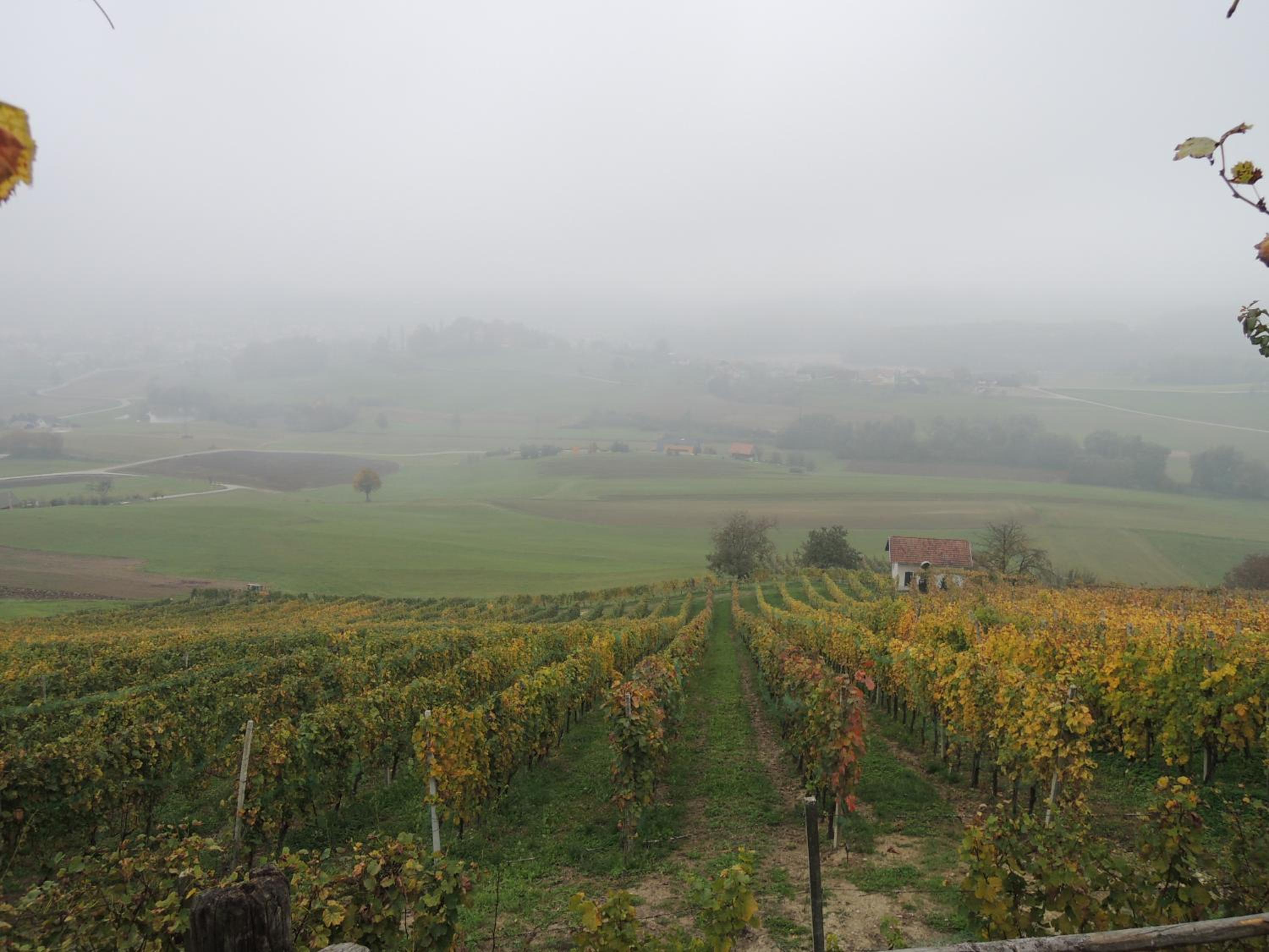 Vineyard Cottage Zdolsek view 3