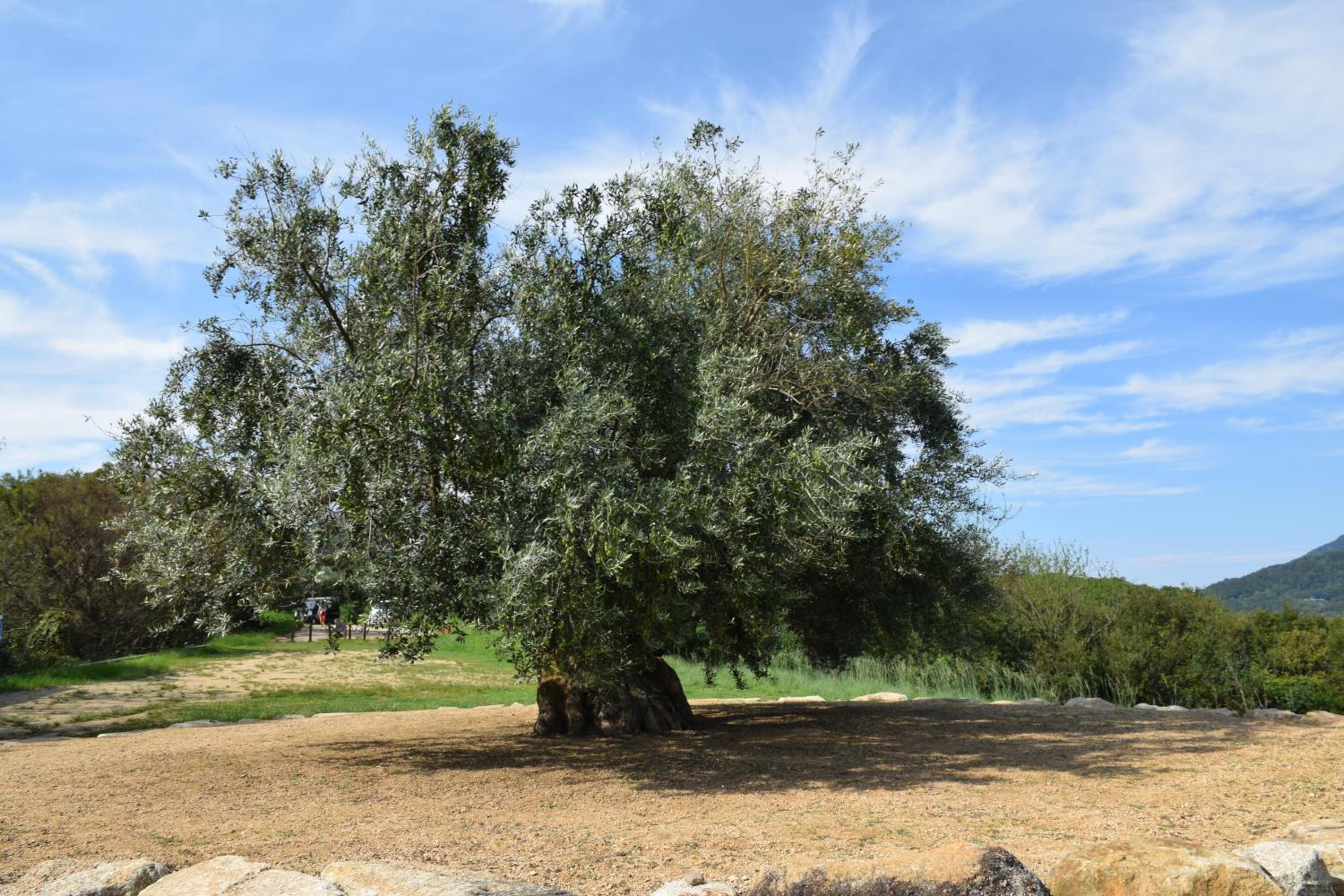 Photo 46