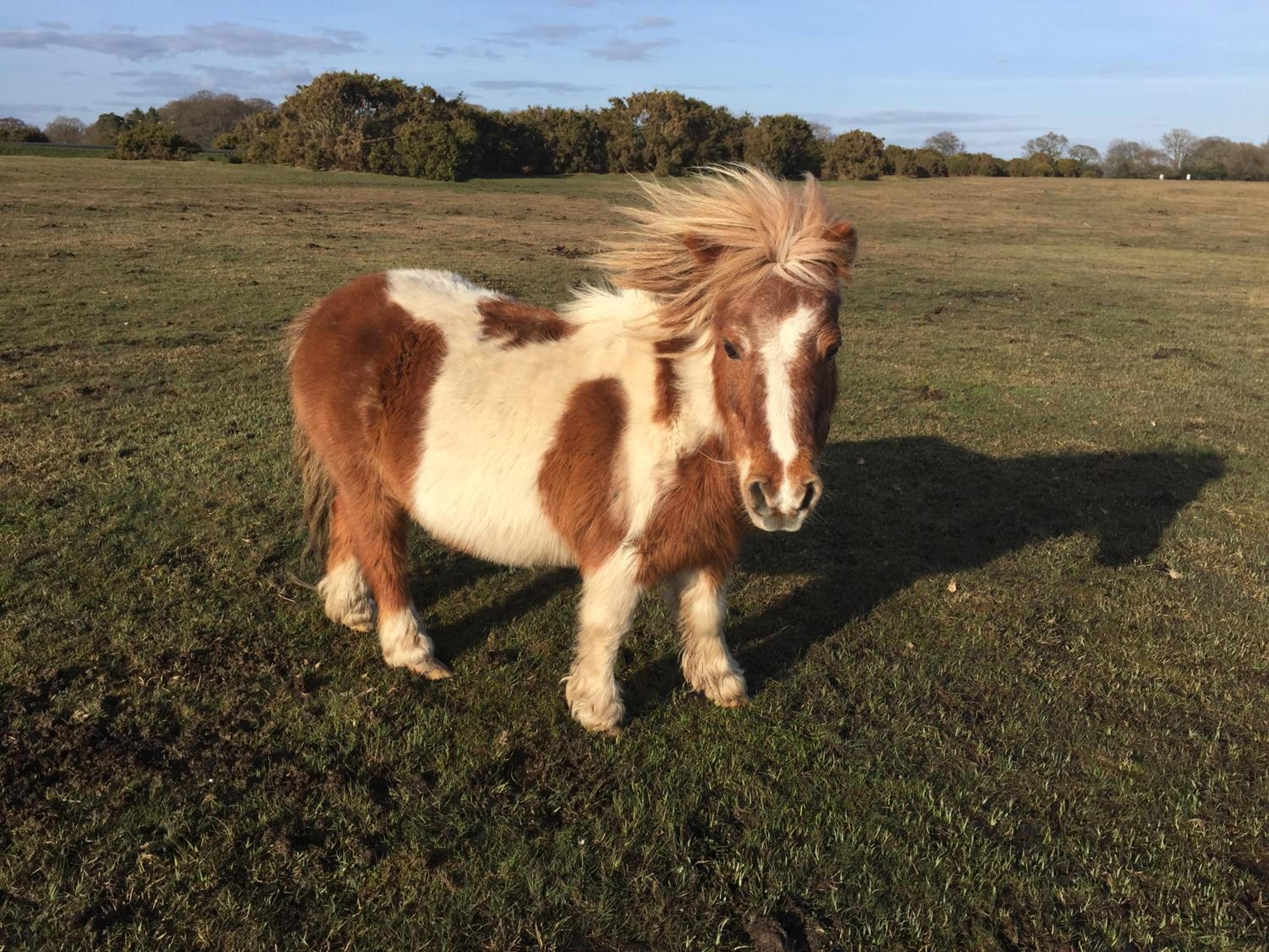 New Forest Brockenhurst view 3