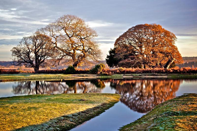 New Forest Brockenhurst view 5