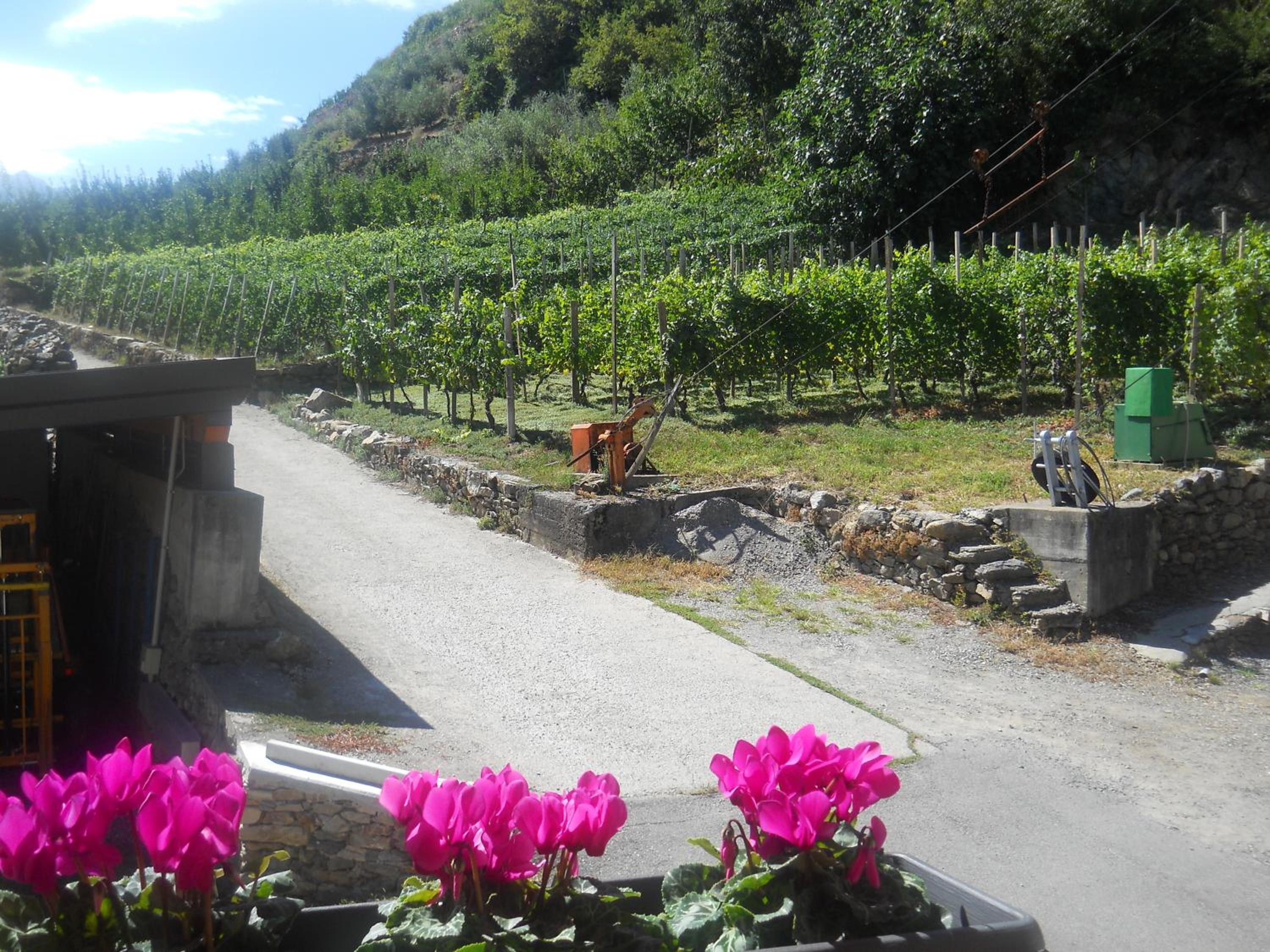 La Vita in Campagna
