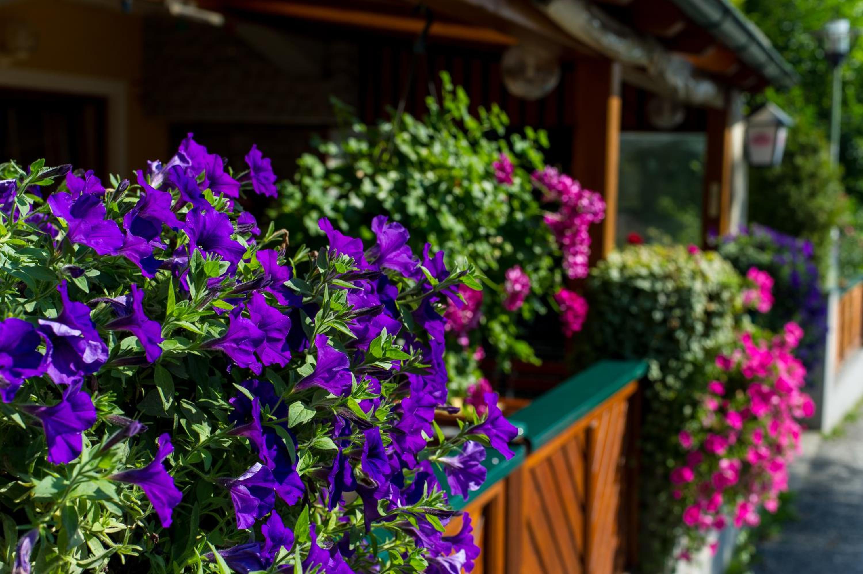 Pension Appartements Kirchenwirt