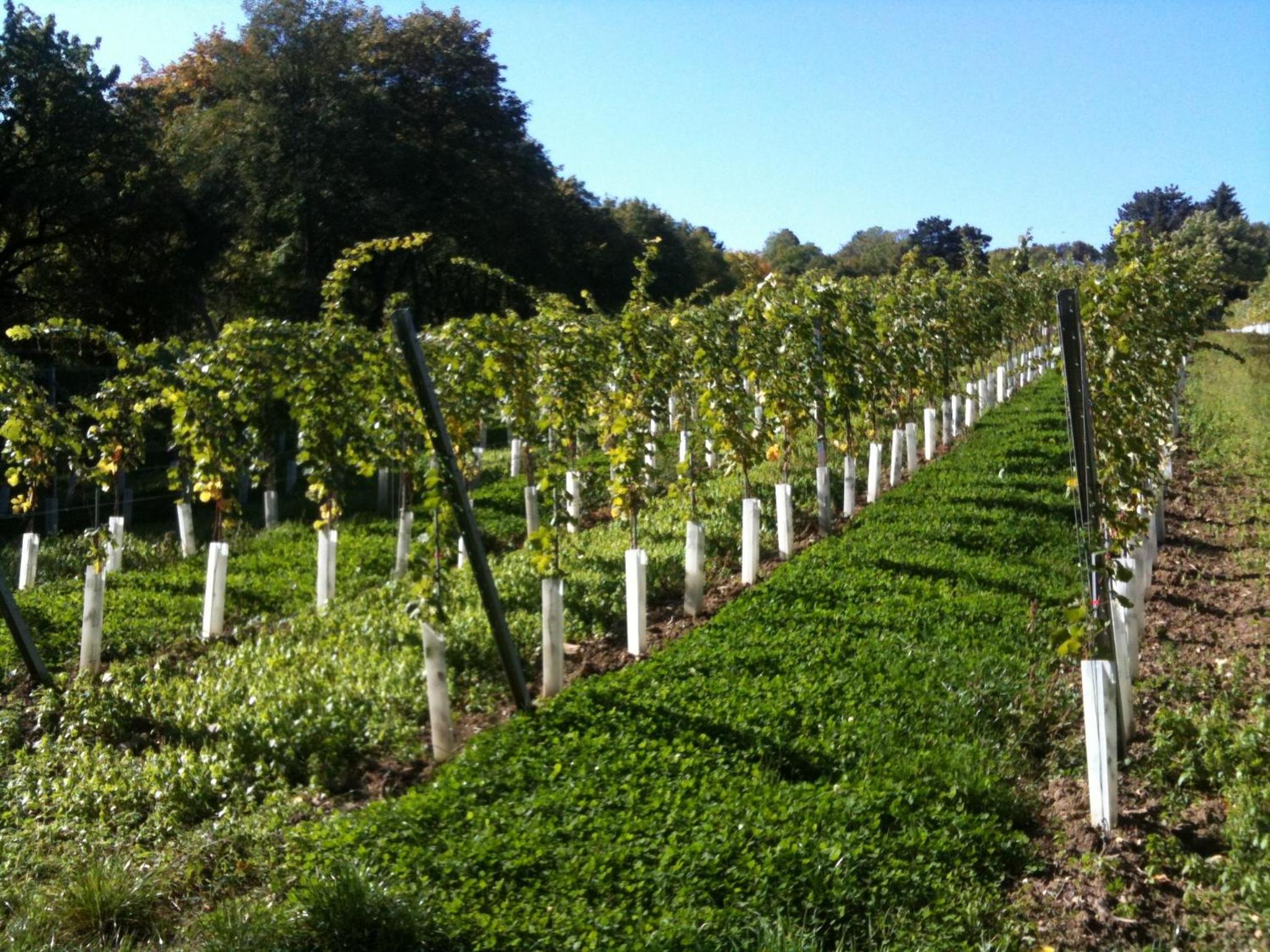 Exquisites Gartenapartment in eleganter Jugendstilvilla