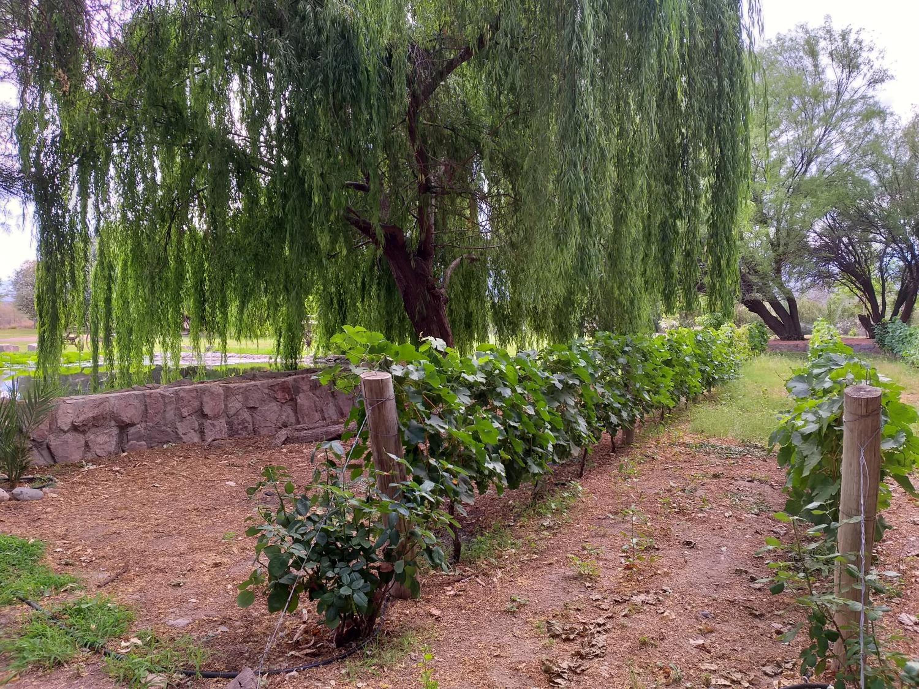 Estancia del Olivo