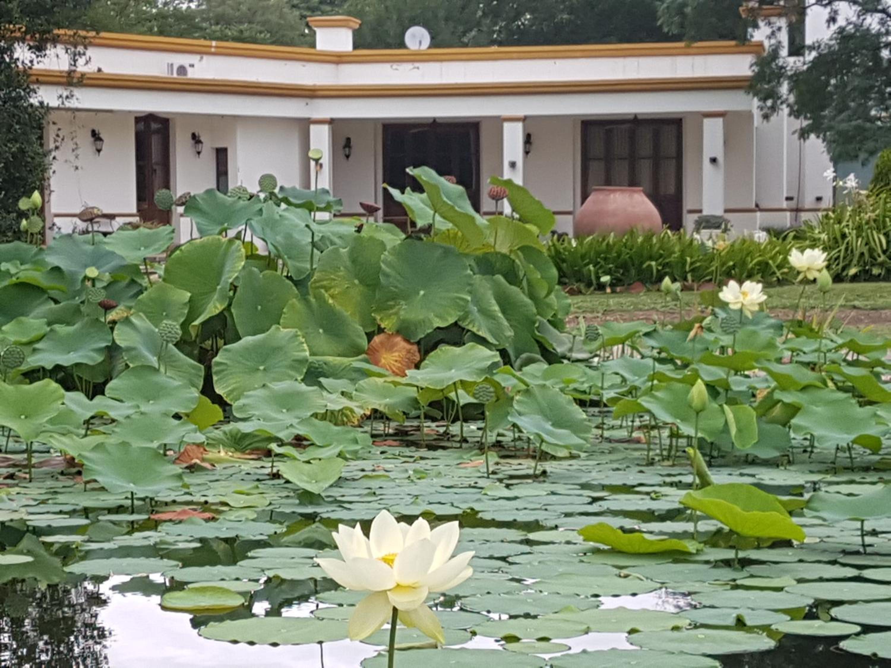 Estancia del Olivo