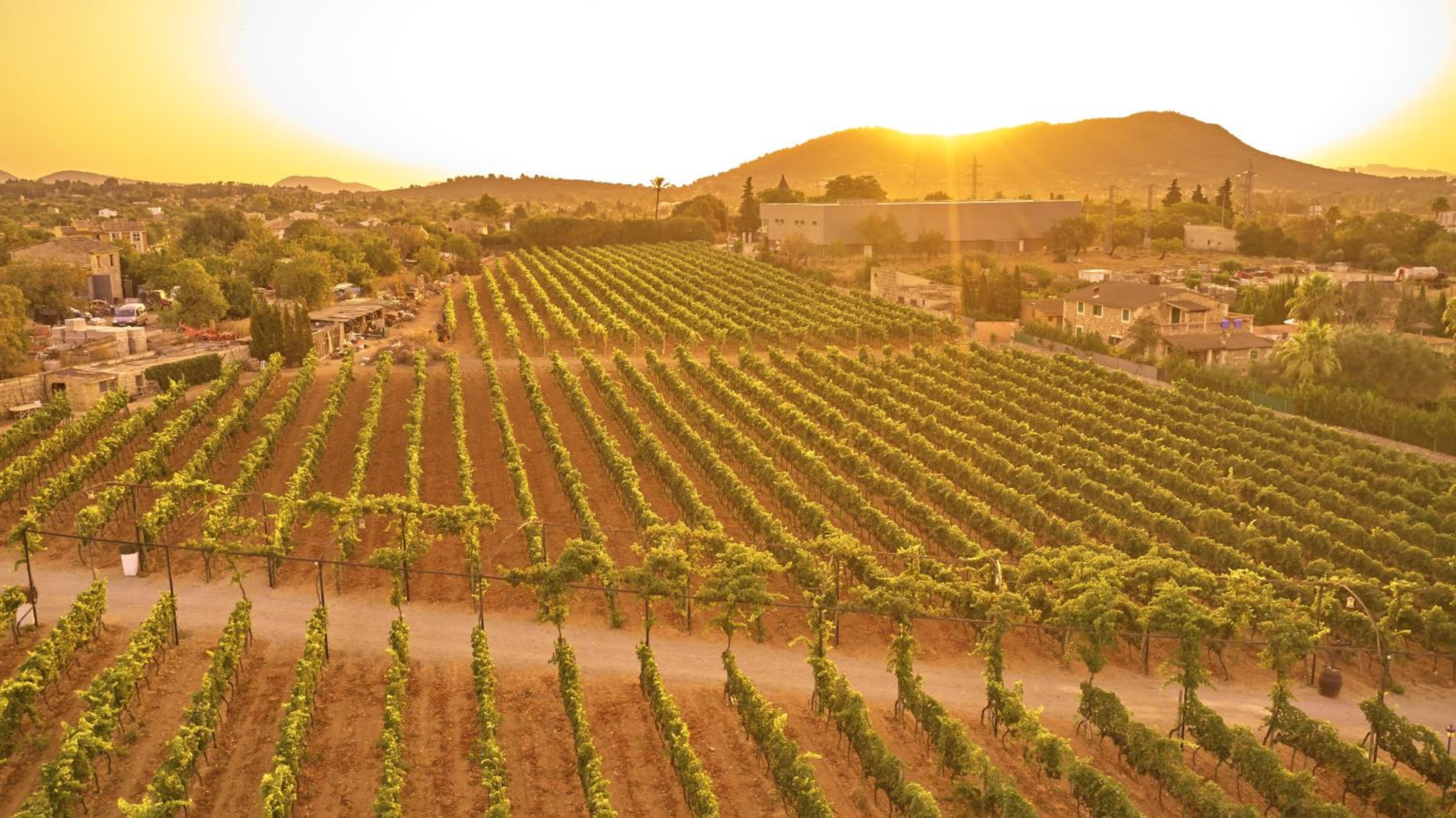 Agroturismo Sa Vinya des Convent