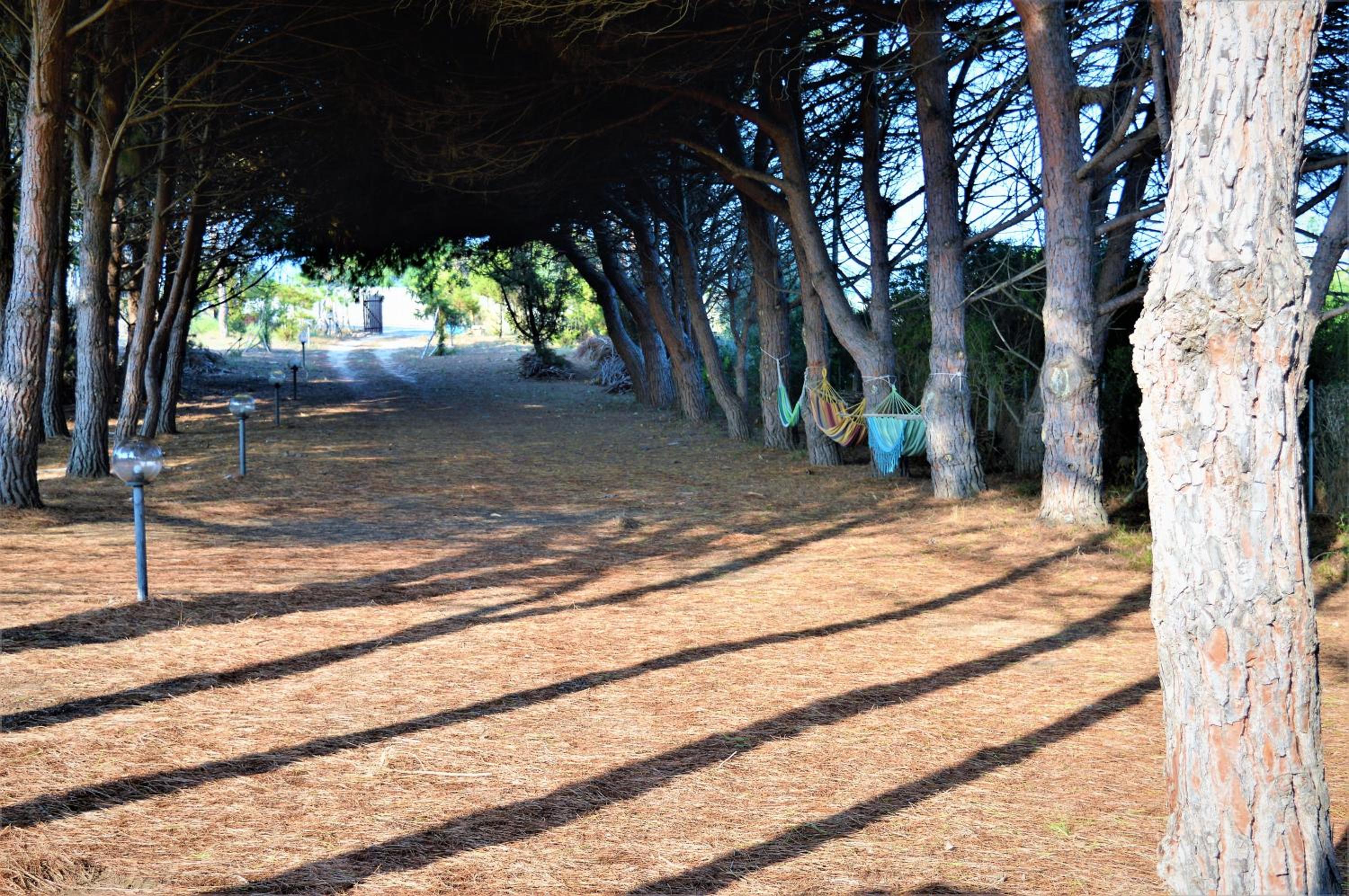 Pineta Spiaggia Grande 2 view 4
