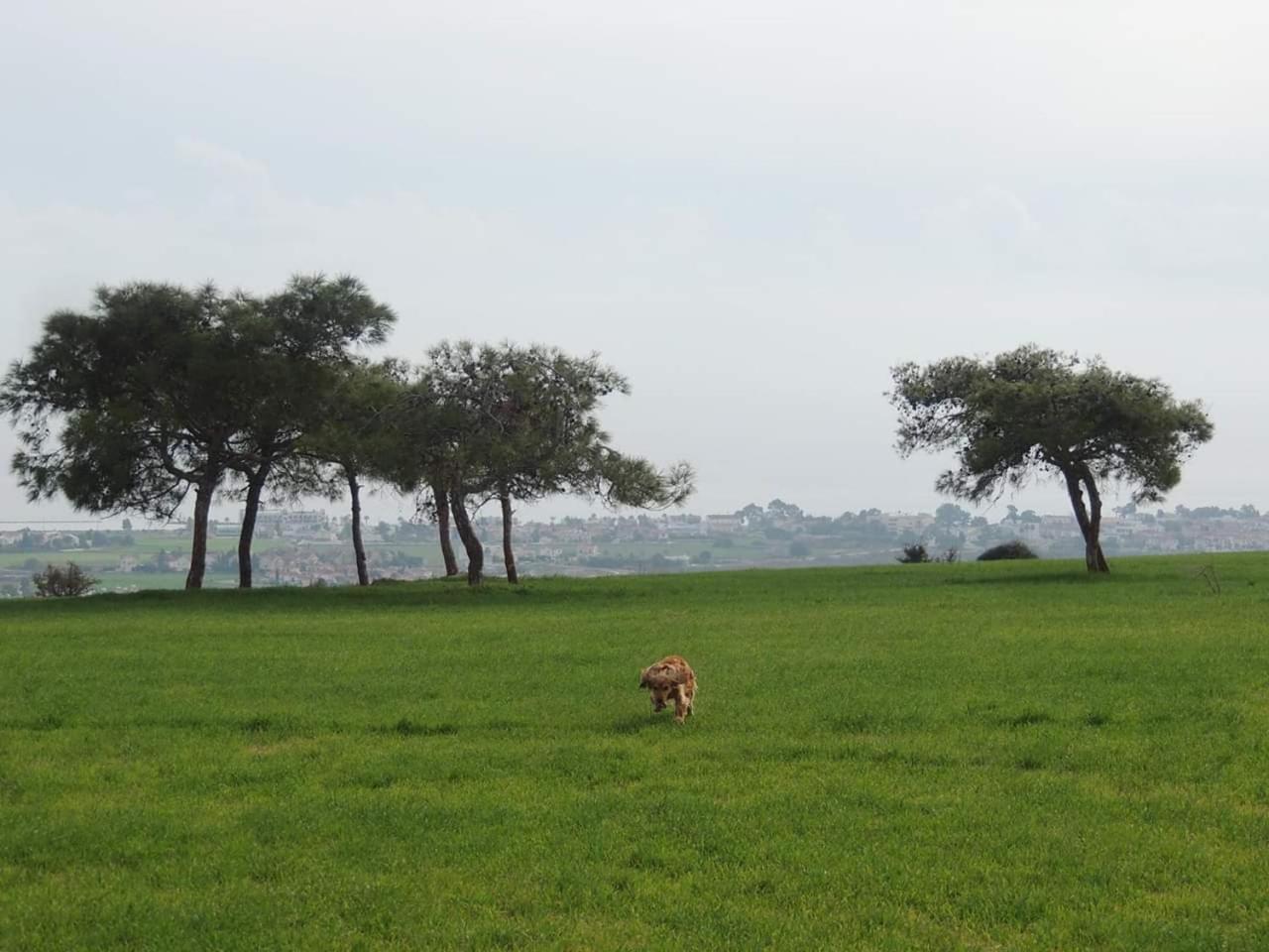CASAVERO