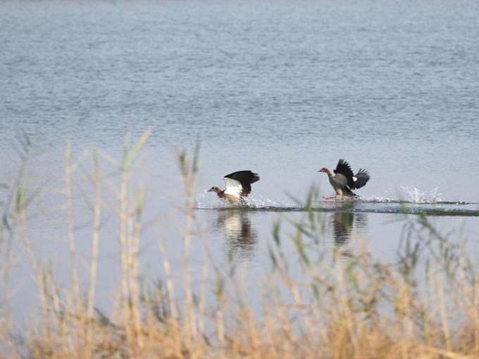 Hazyview Vacations - Poinsettia family Cottage - Property Image 8