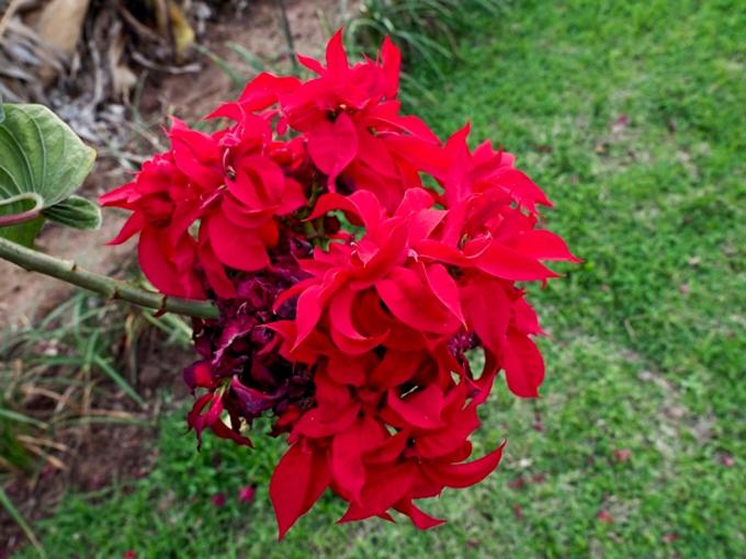 Hazyview Vacations - Poinsettia family Cottage - Property Image 59