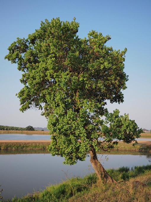 Hazyview Vacations - Poinsettia family Cottage - Property Image 10