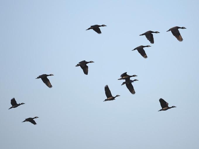 Hazyview Vacations - Poinsettia family Cottage - Property Image 21