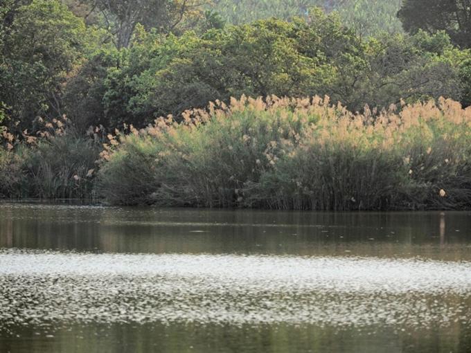 Hazyview Vacations - Poinsettia family Cottage - Property Image 22