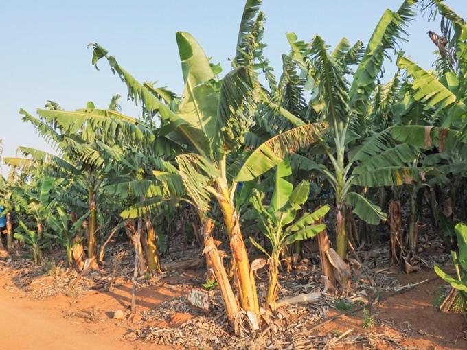 Hazyview Vacations - Poinsettia family Cottage - Property Image 23