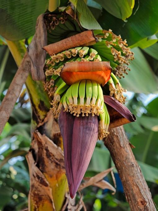 Hazyview Vacations - Poinsettia family Cottage - Property Image 26