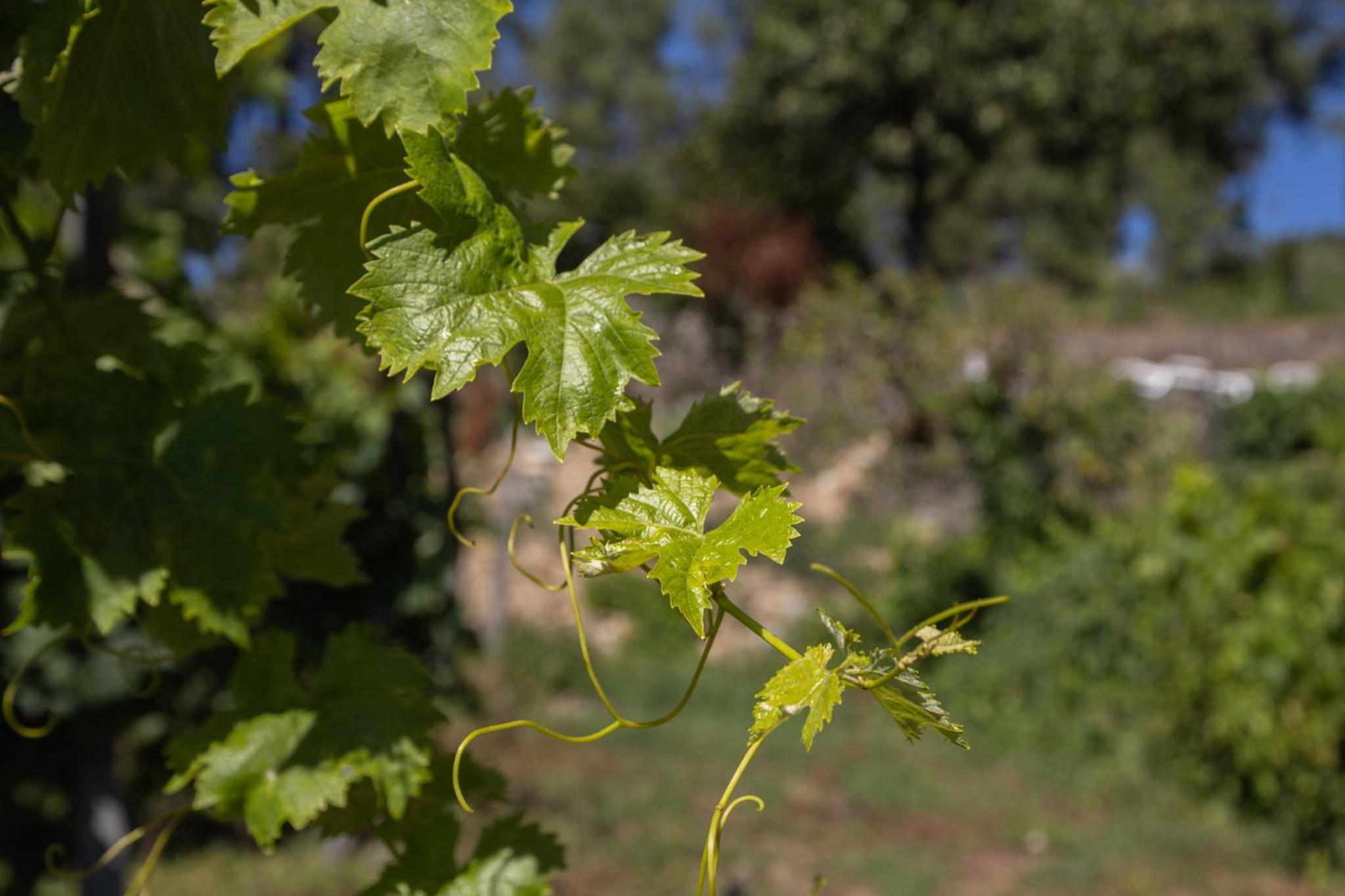 Quinta Da Estrada Winery Douro Valley view 5