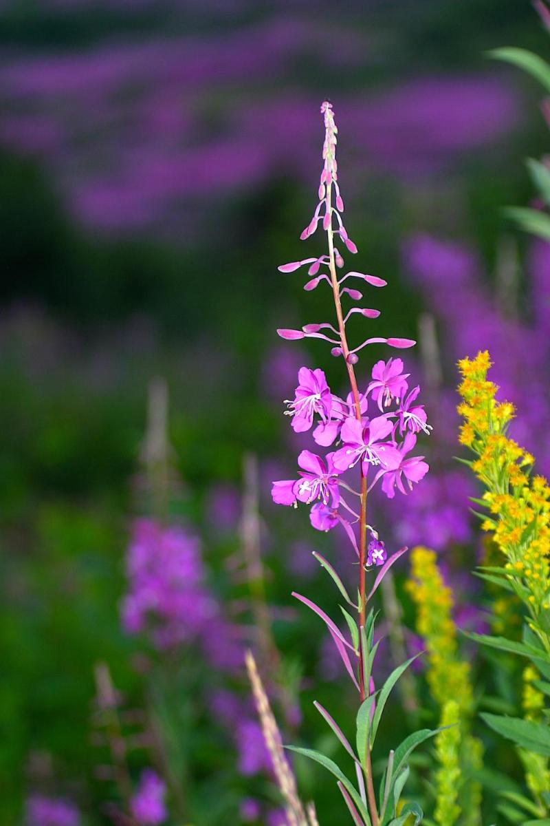 Homer Vacations - Halcyon Heights BB/Inn - Property Image 3