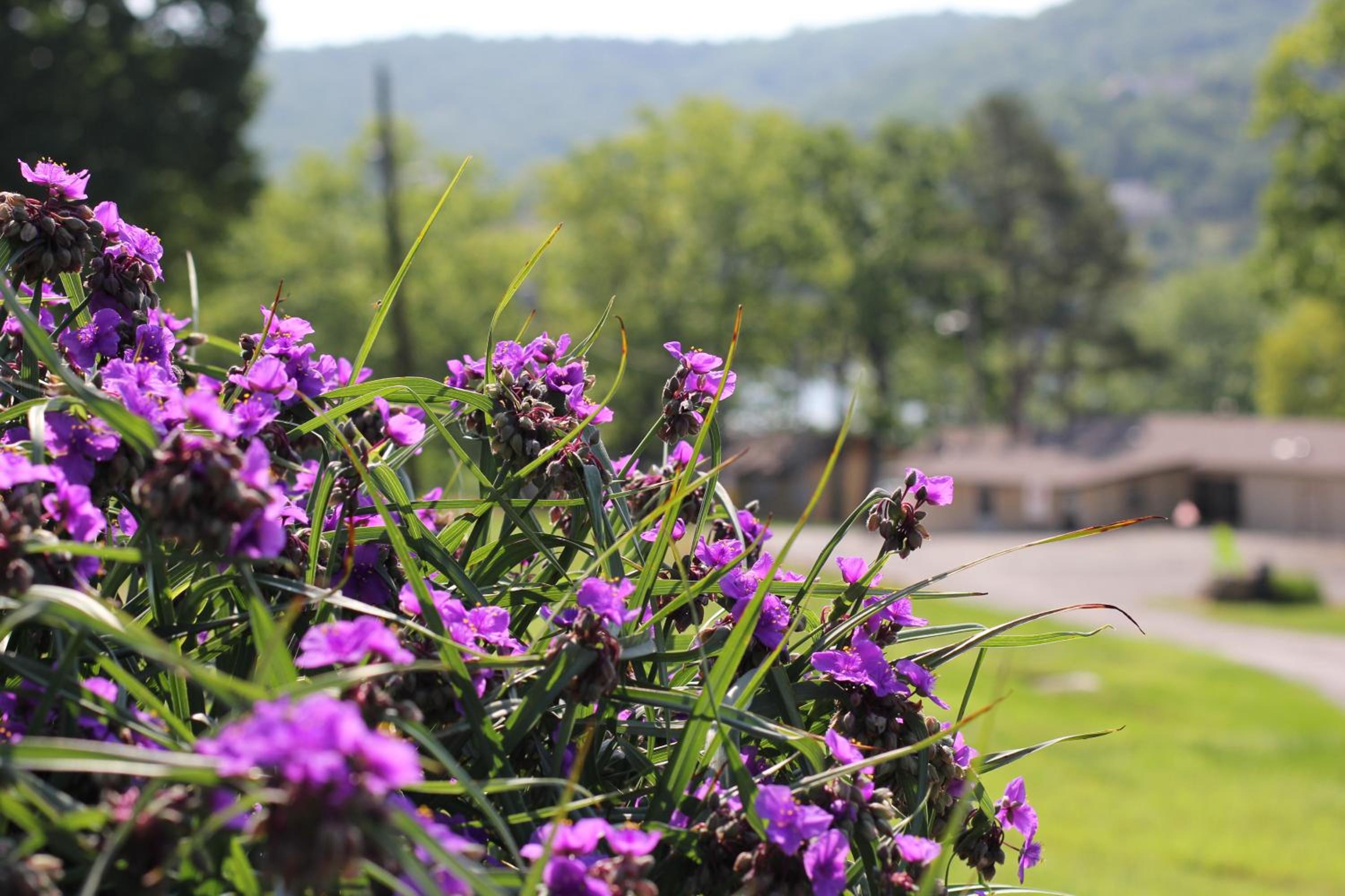 Mill Creek Resort on Table Rock Lake