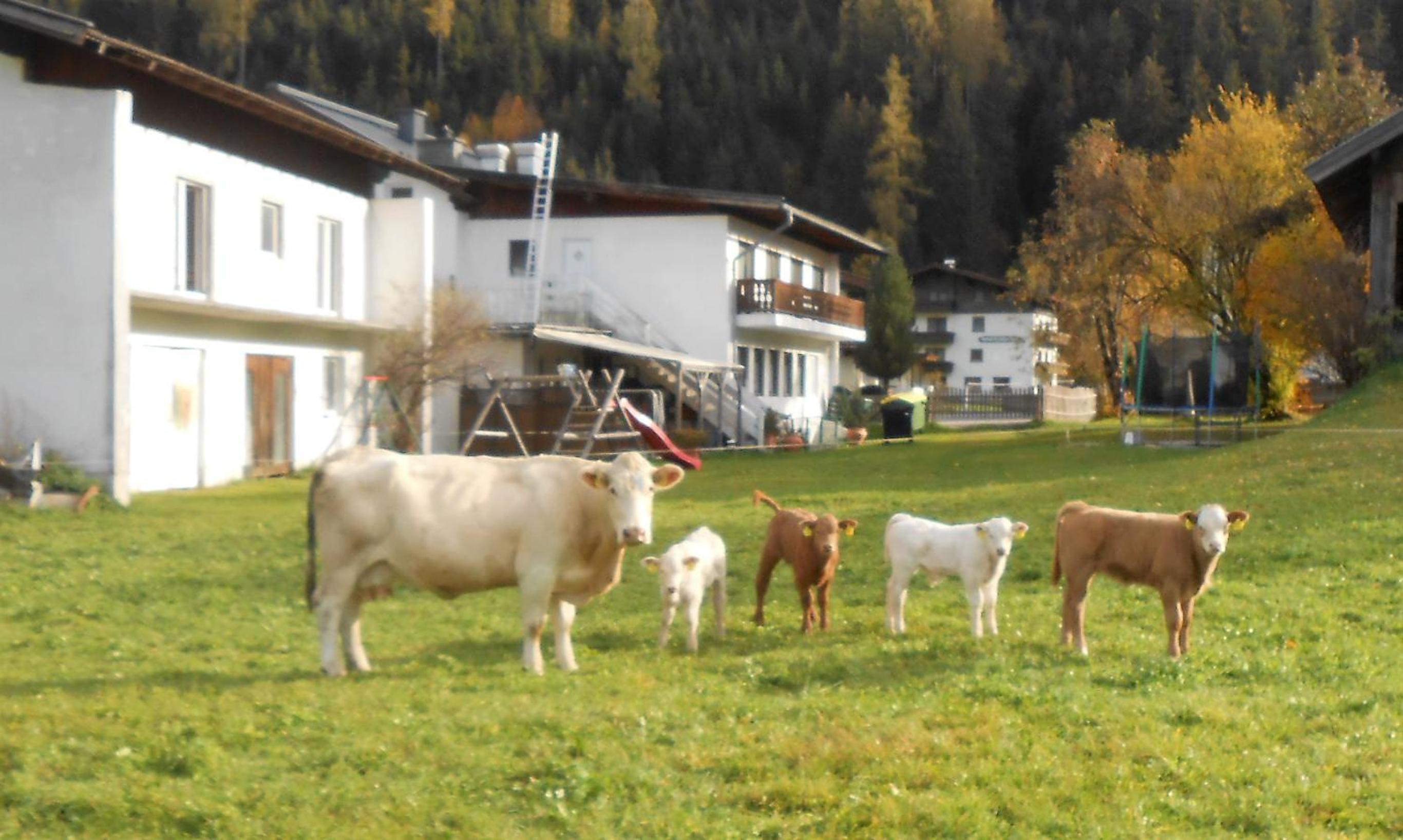 Ferienhaus Dankl